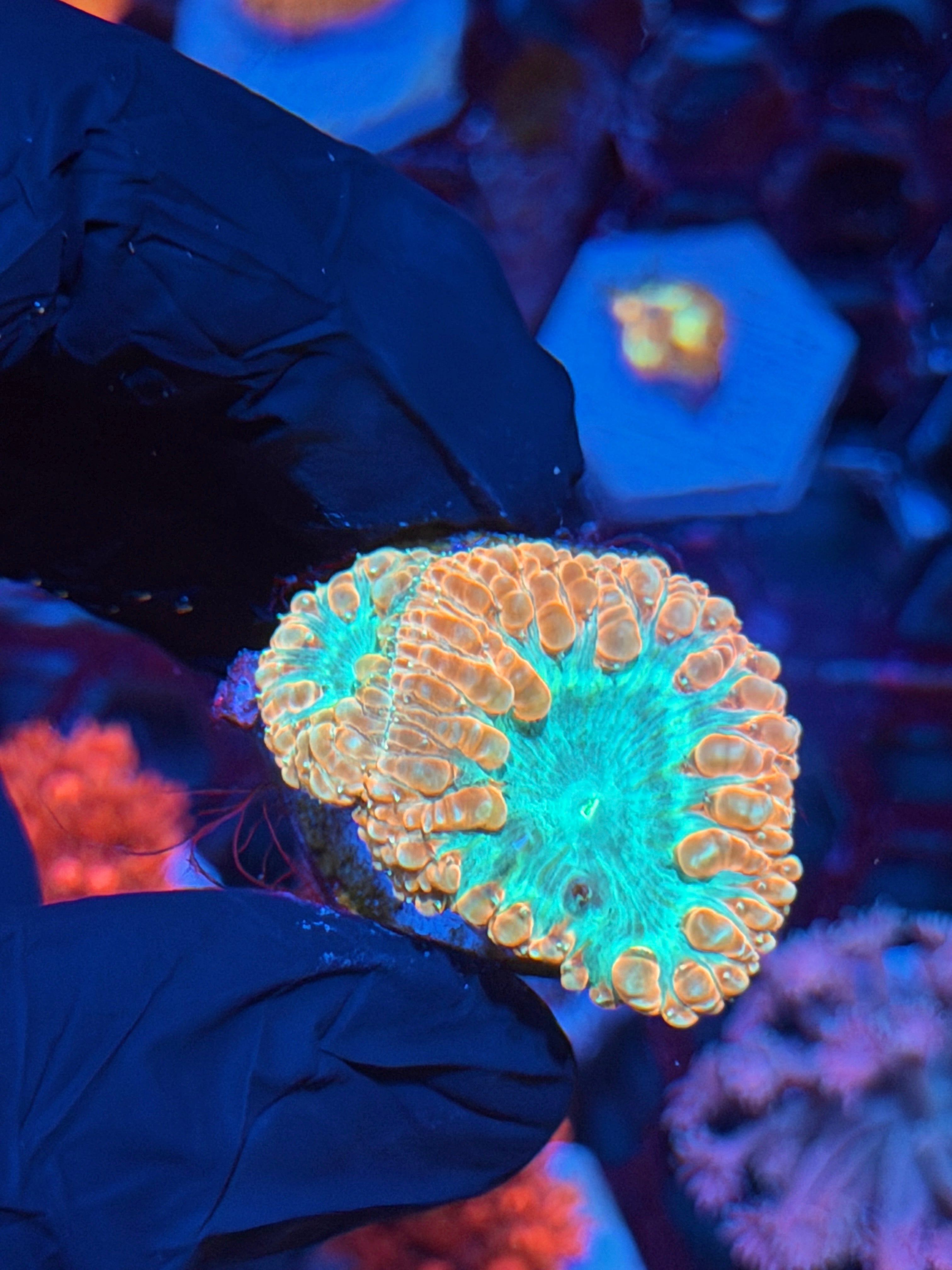 JEA Creamsicle Blastomussa Coral 2 XL Heads