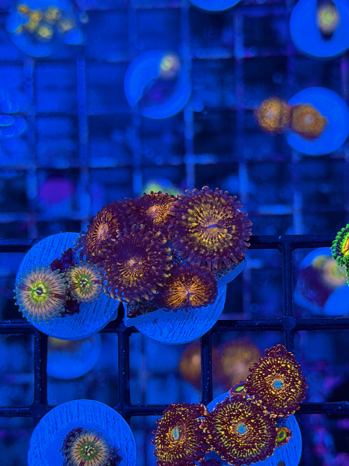 JEA Pandora Zoanthid 6 Polyps XL 9/21
