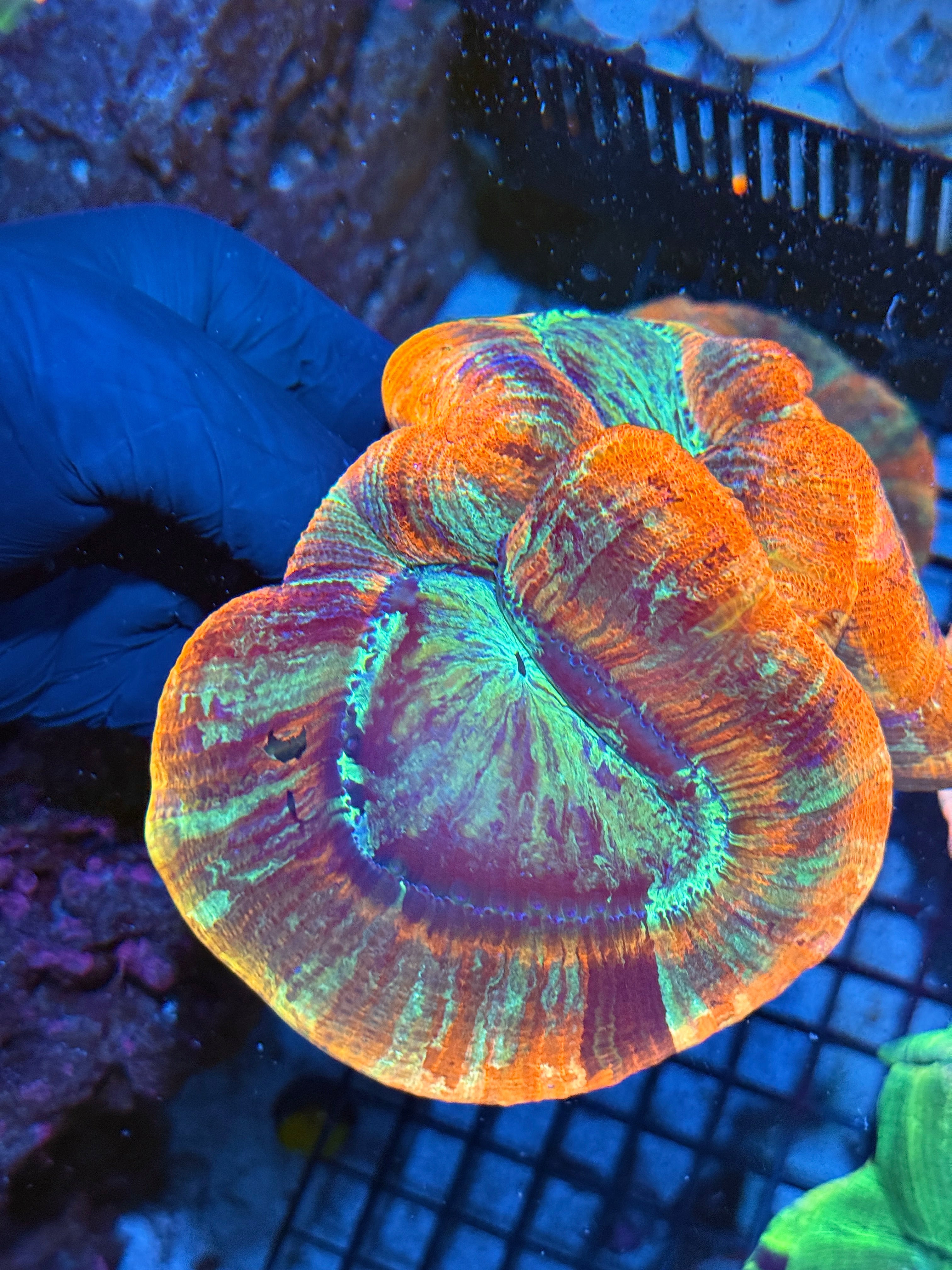 XL Trachyphyllia Wellso Meat Coral XXL Show Piece