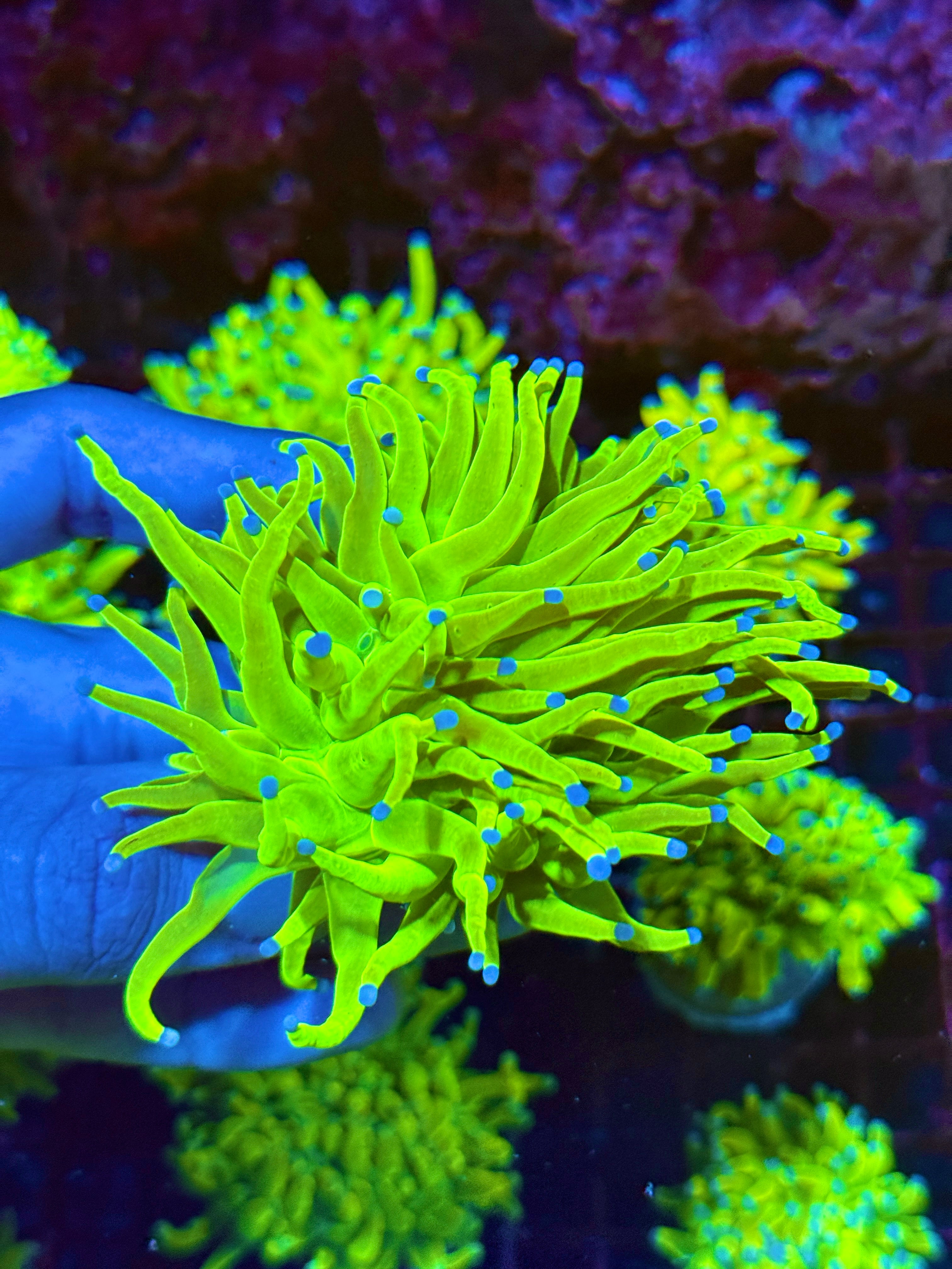 JEA Holy Grail Torch Coral 1 XXL Head