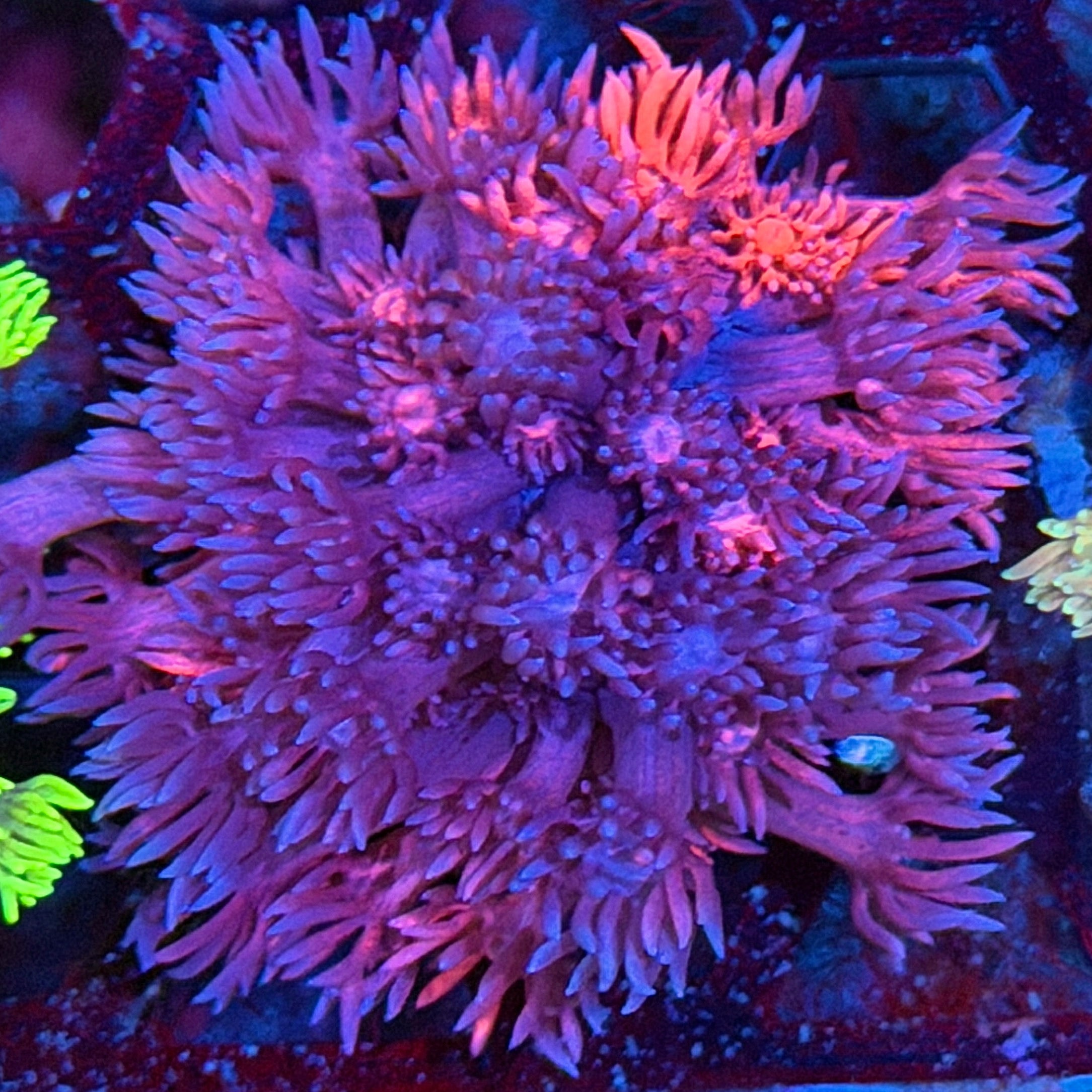 JEA Chimera Goniopora Coral 8/28