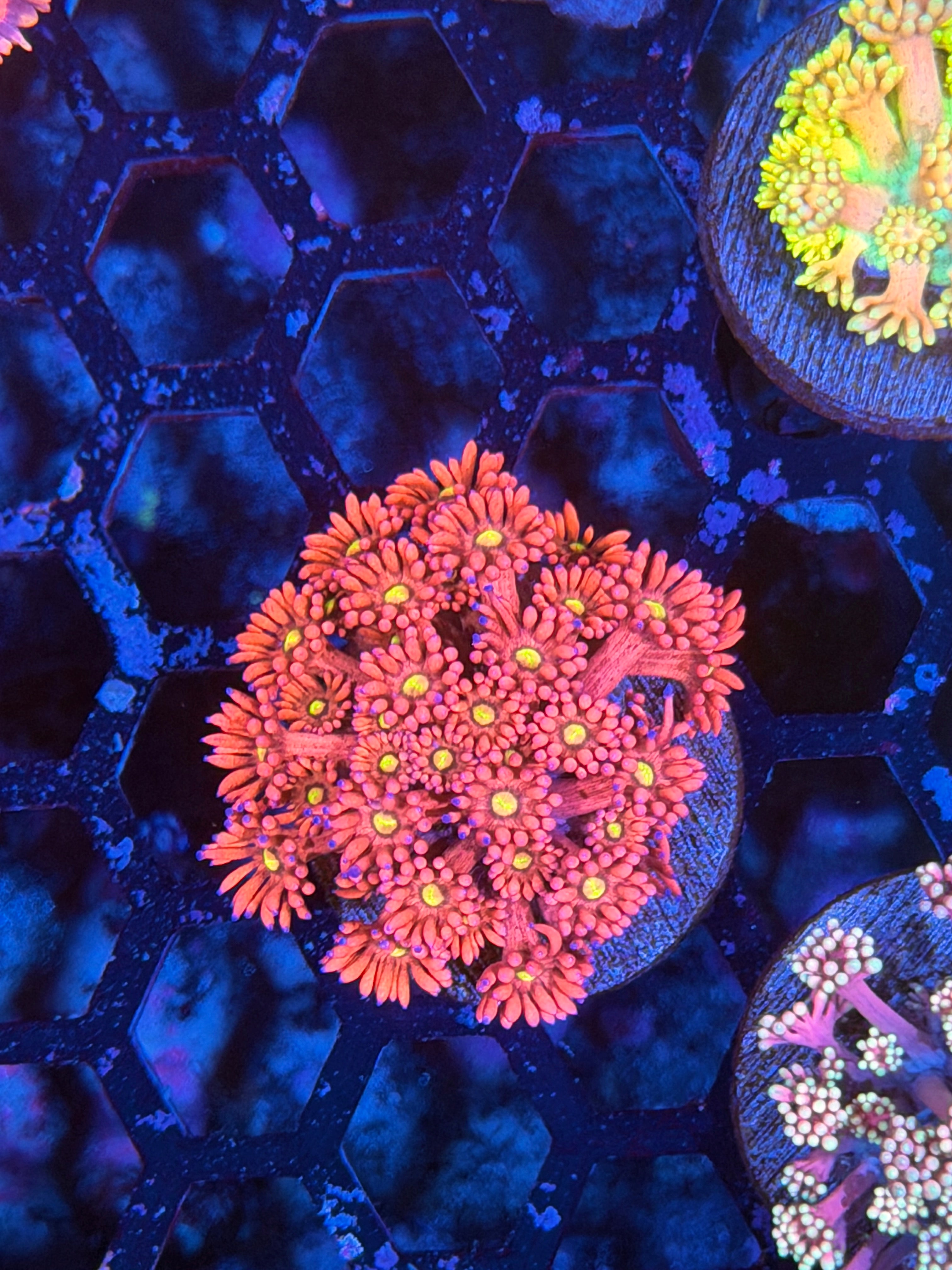 JEA Dragonfruit Goniopora Coral Grafted Purple Tips