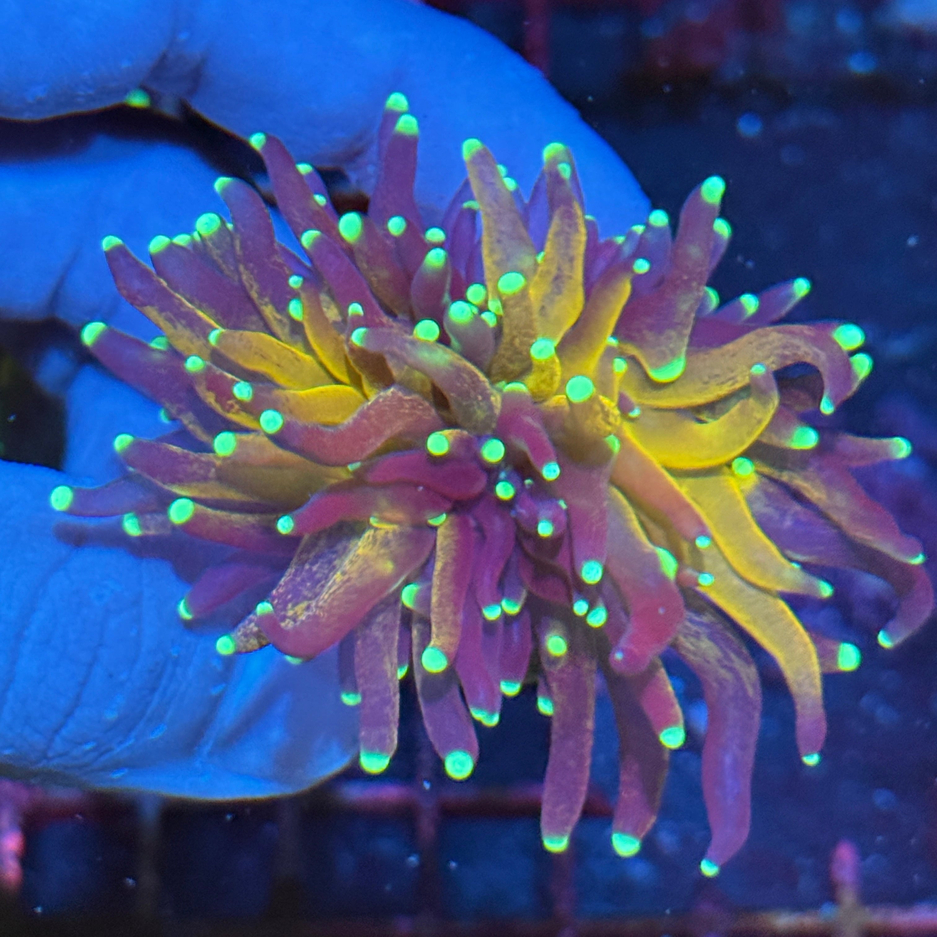 JEA Tiger 2.0 Torch Coral 10/12