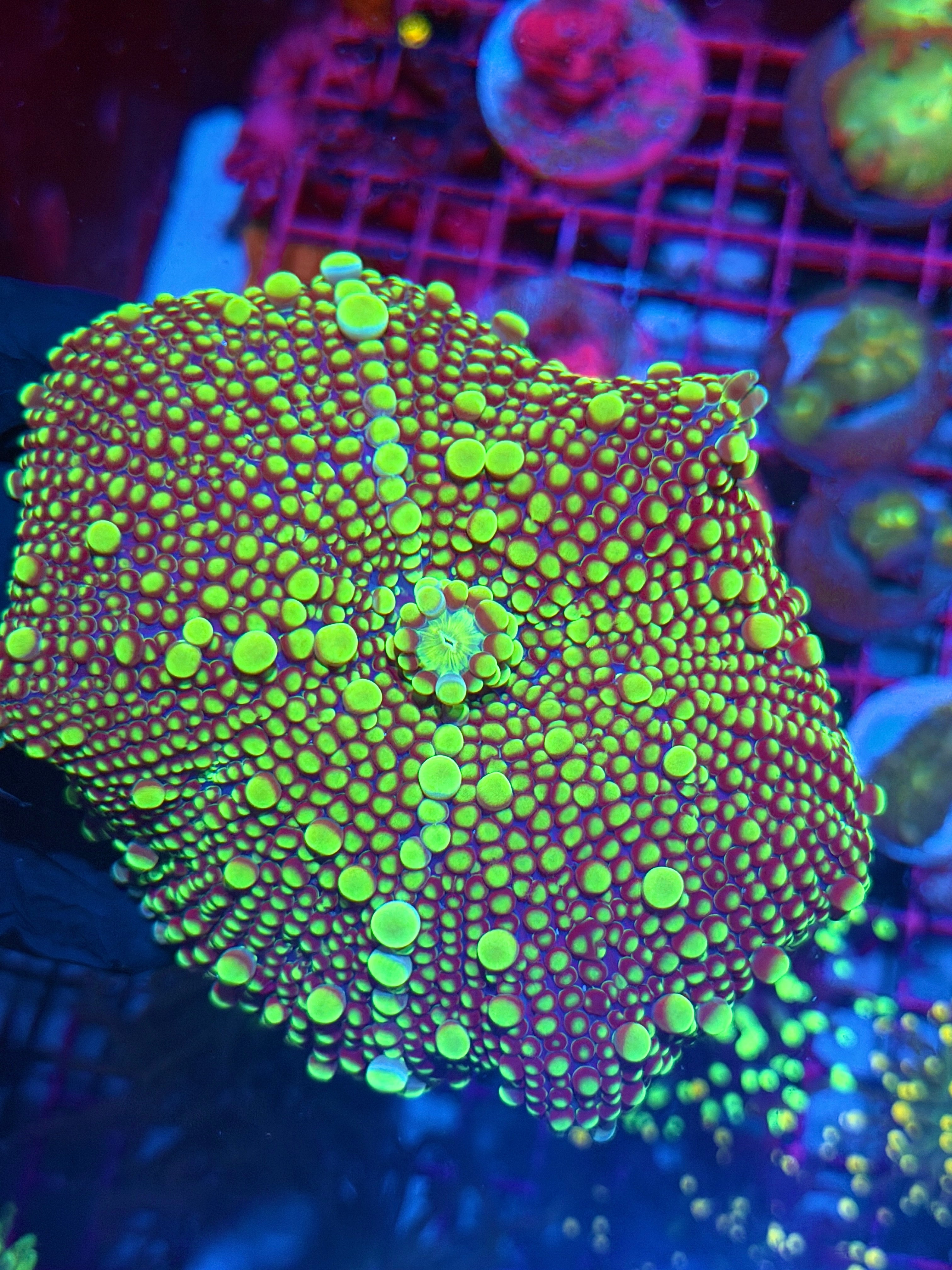 JEA Candy Apple Yuma Mushroom Coral XXXXL 5” 8/1