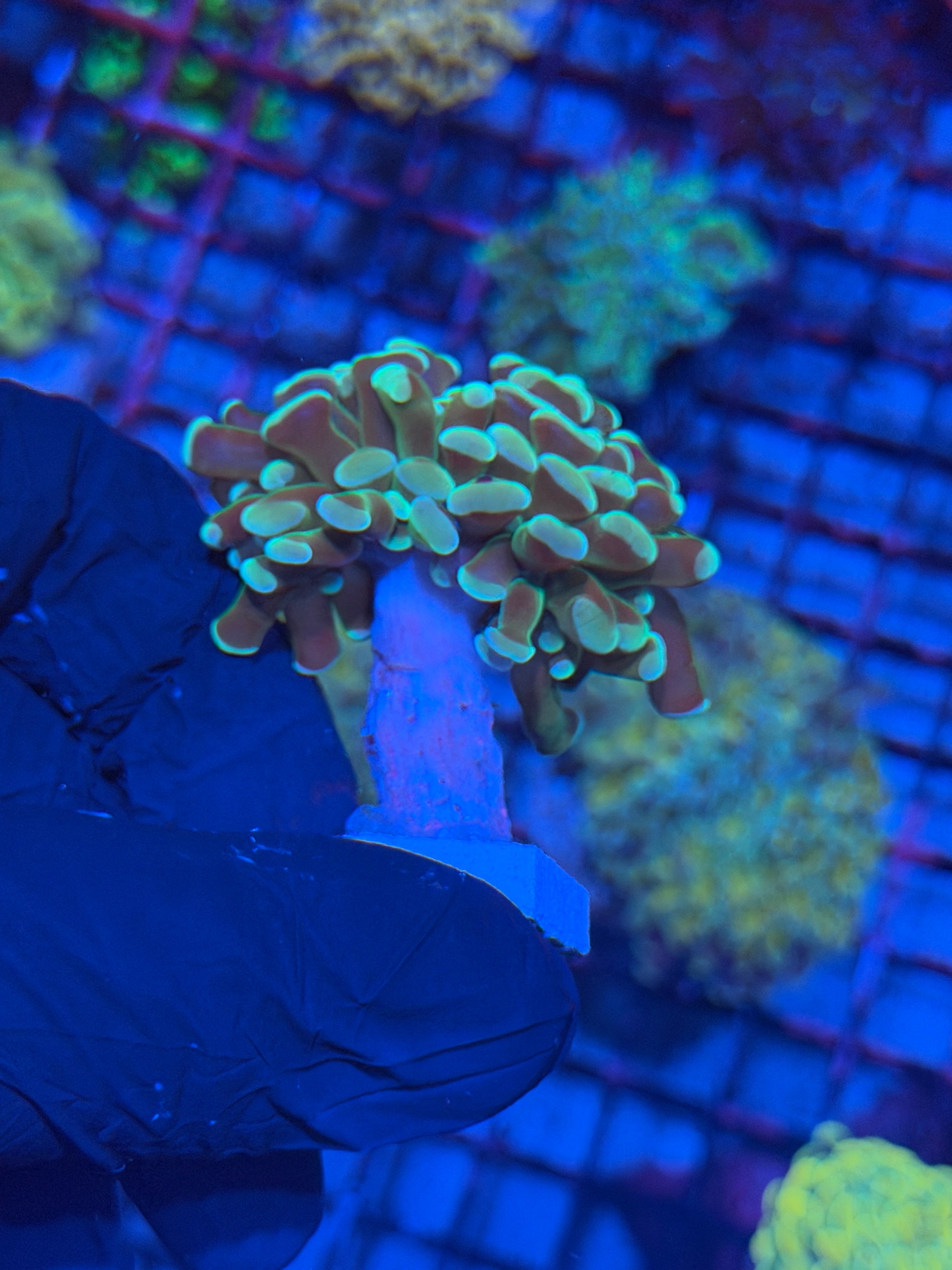 JEA Kaleidoscope Hammer Coral 1 XL Splitting 8/11