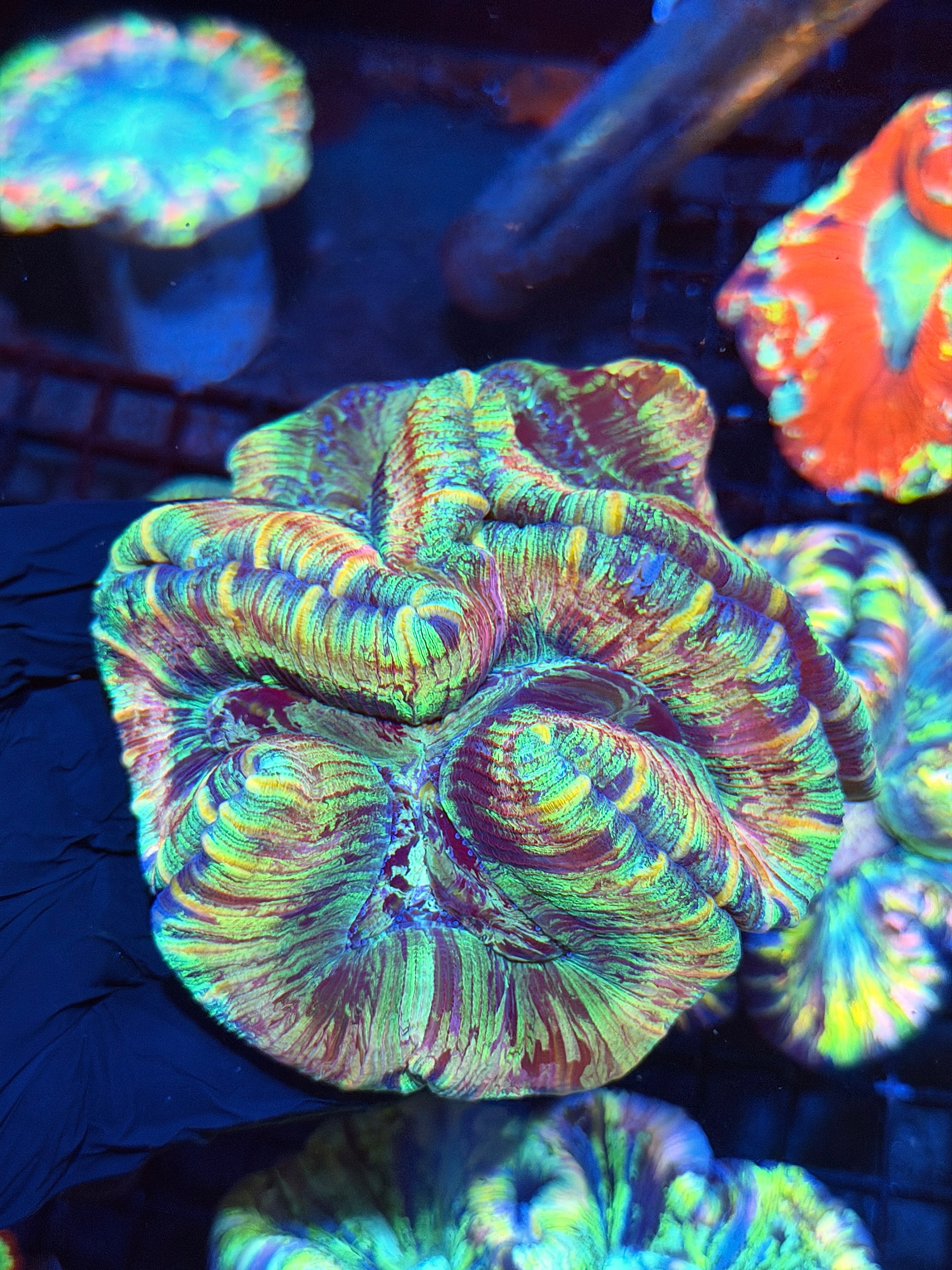 Rainbow Trachyphyllia Meat Coral XL
