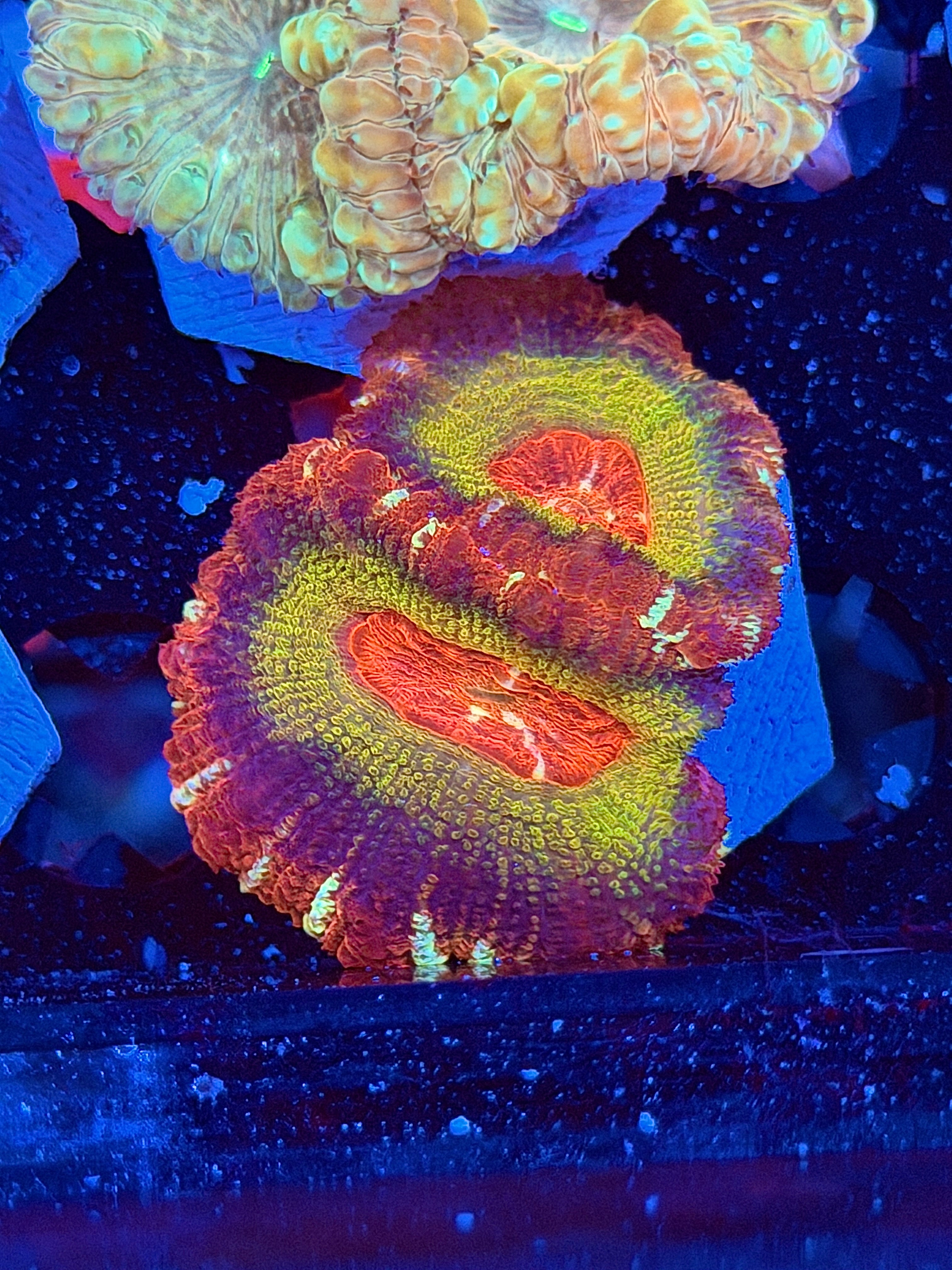 JEA Candy Swirl Asian Acans 2 Heads XL