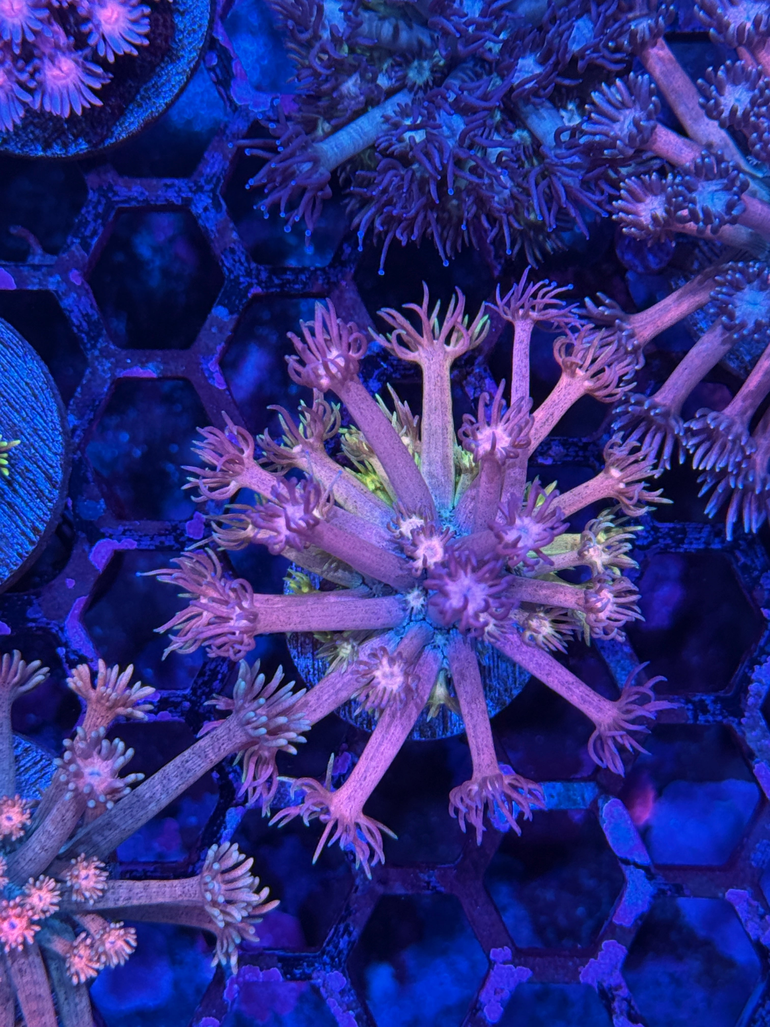 JEA Rainbow Ballz Goniopora Coral Insanely Bright