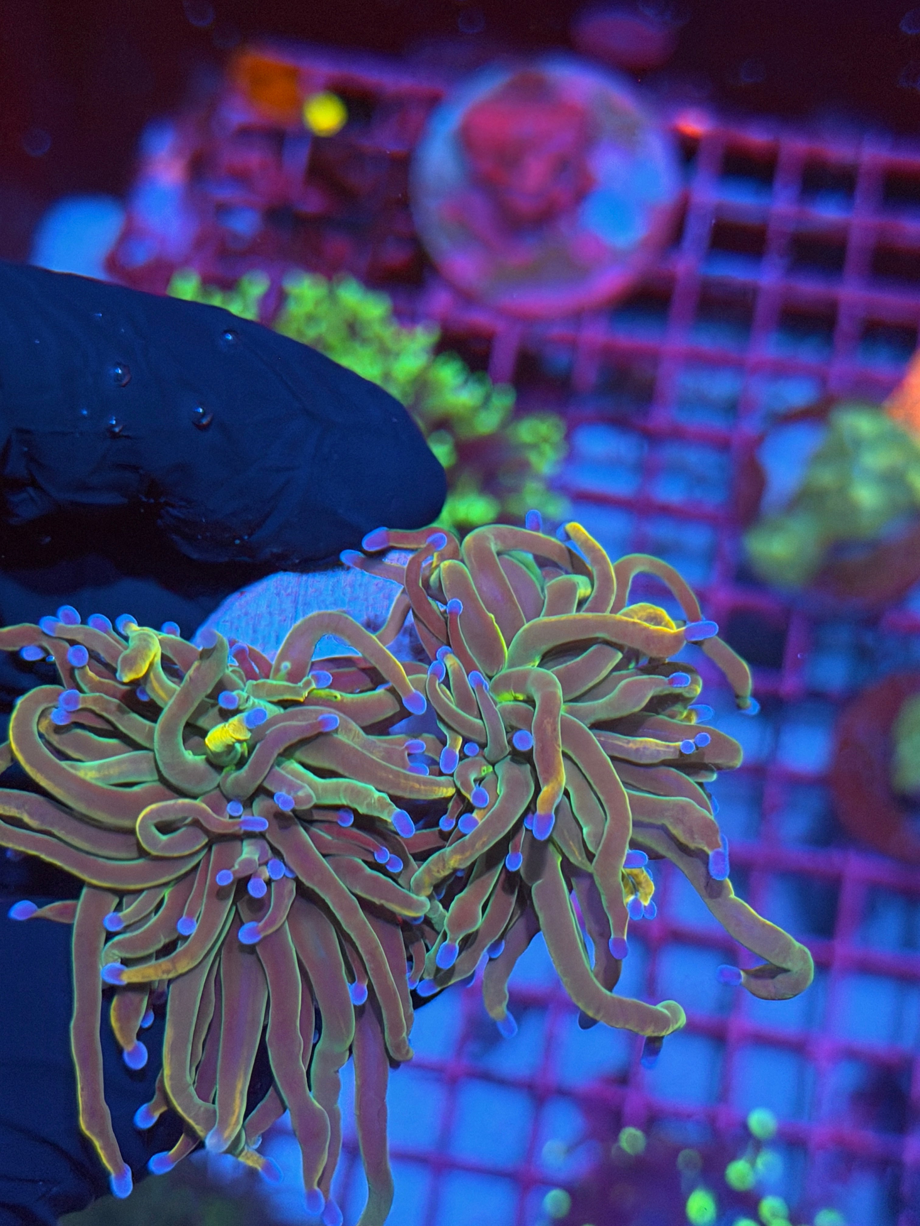 JEA Dragon Tamer Torch Coral 2 XL Heads 8/12