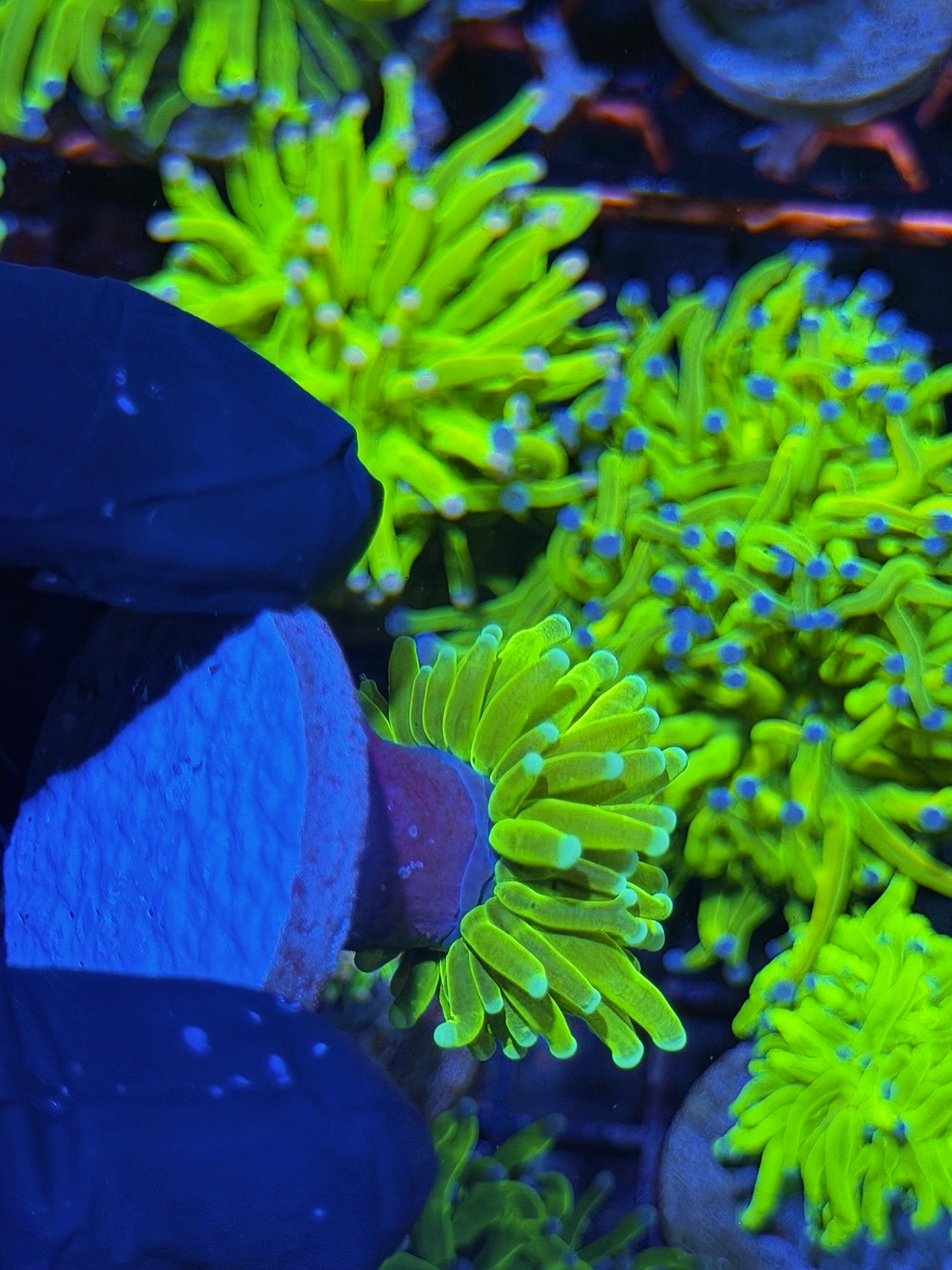 JEA Avalanche Holy Grail Torch Coral 1 Head
