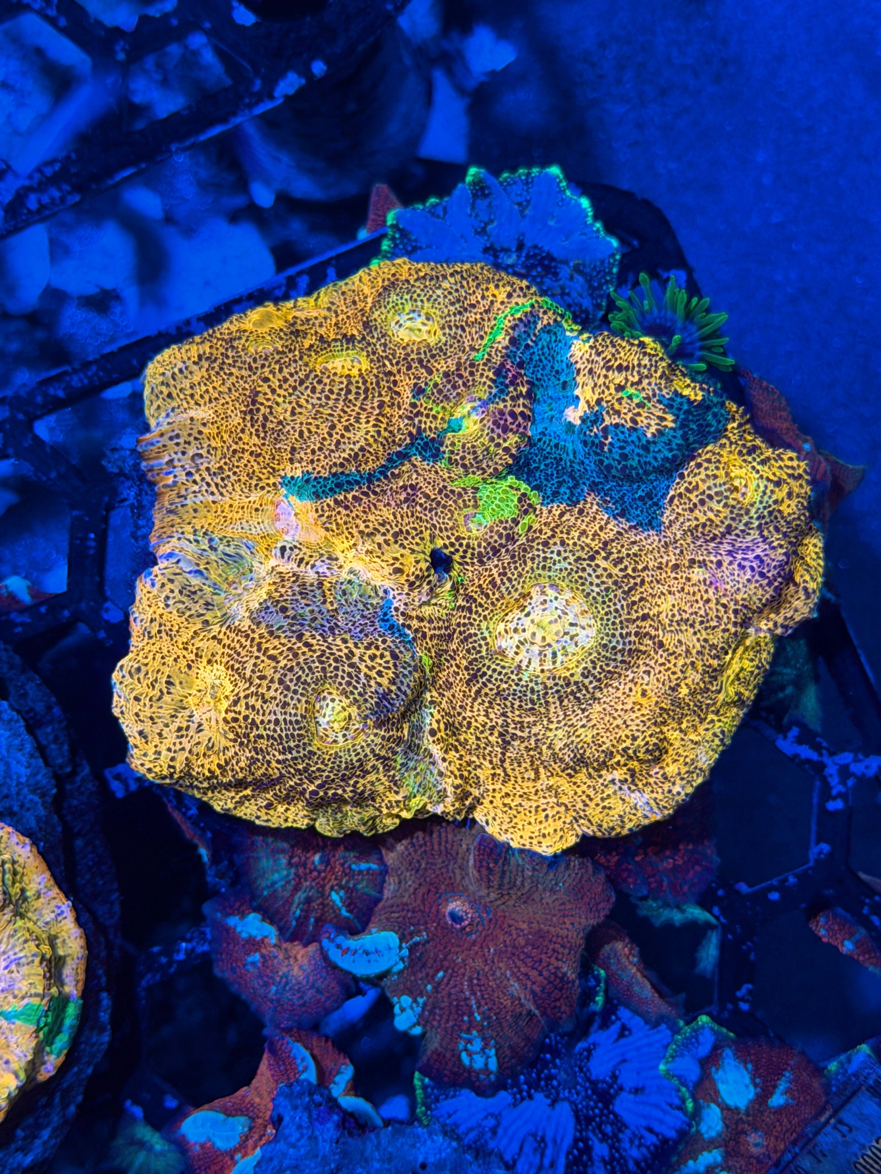 JEA Rainbow Meltdown Chalice Colony  XL