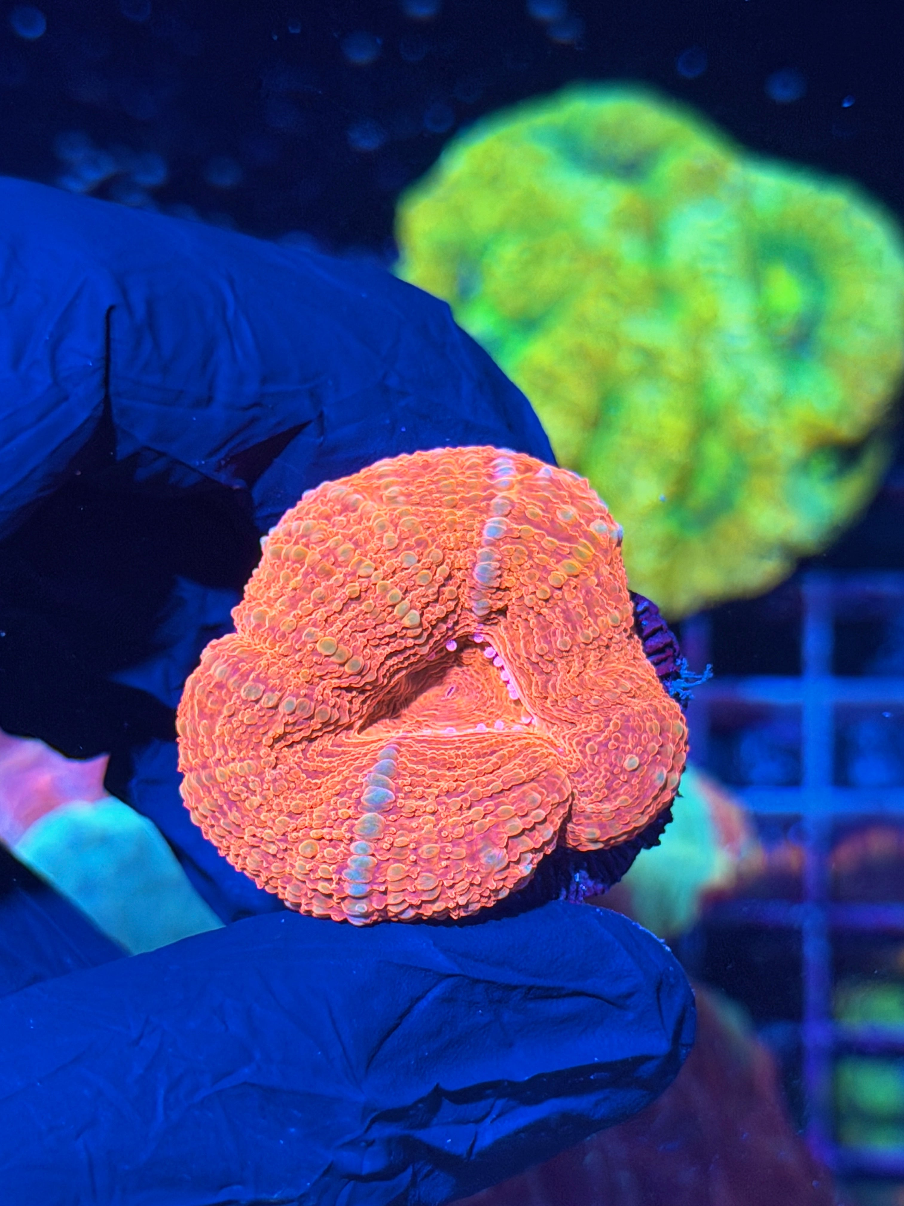 JEA Cherry Pie Acan Bowerbanki Coral