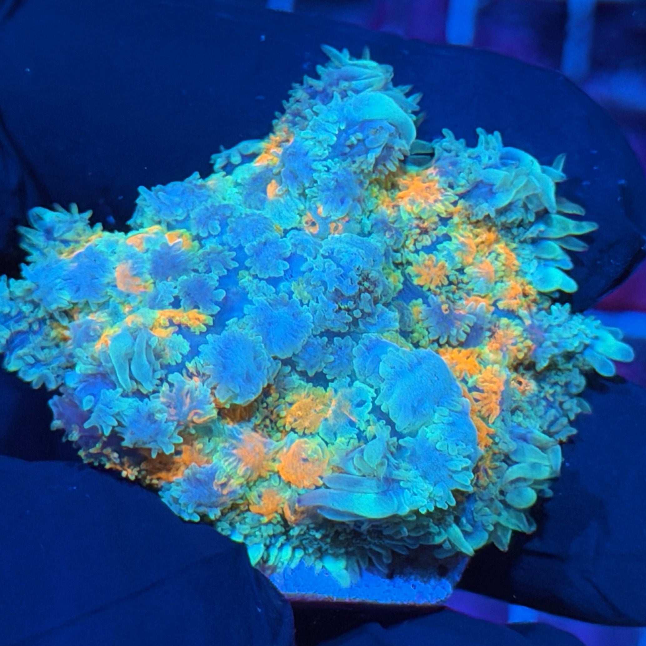 Jay's Exotic Corals