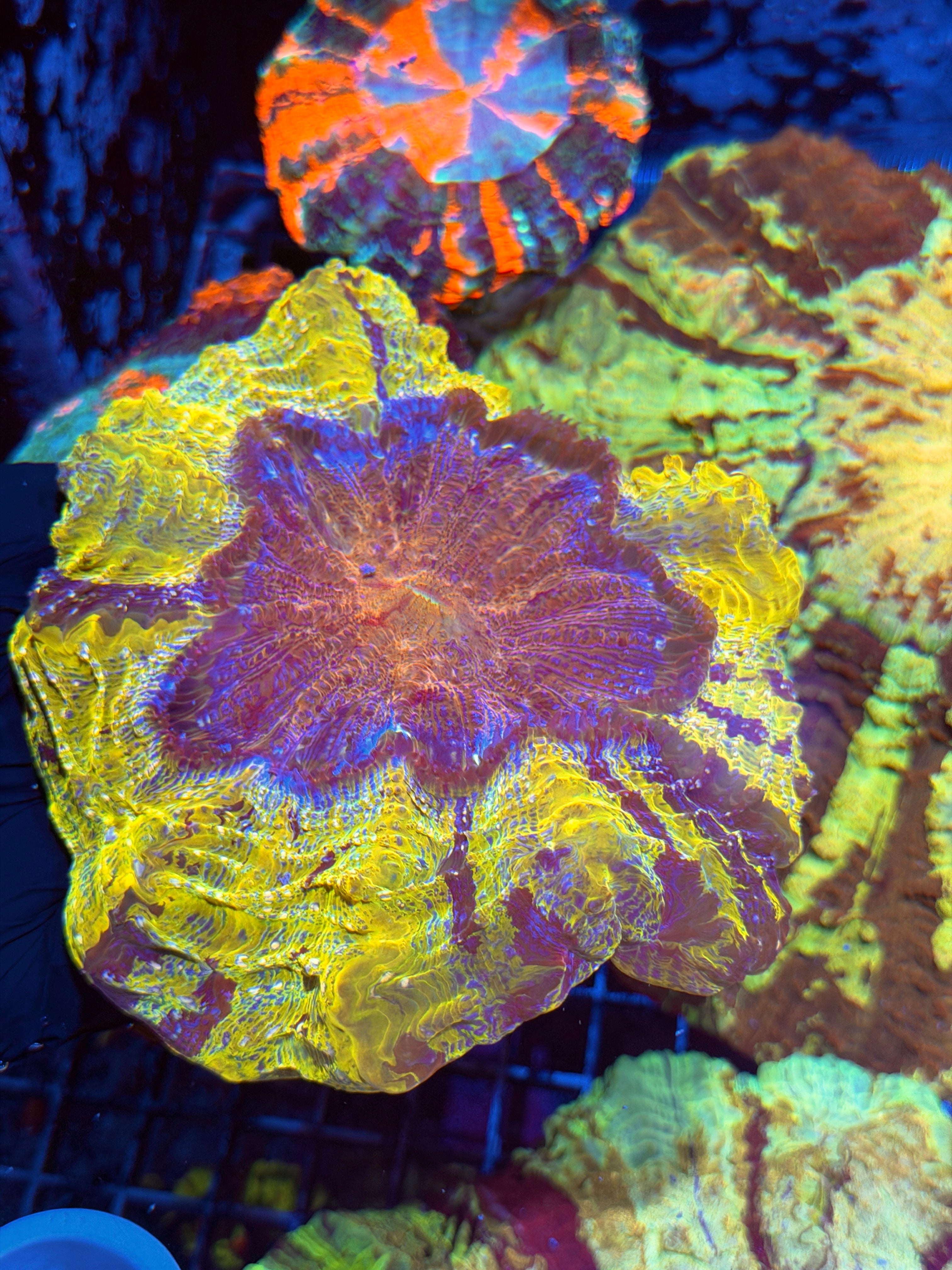 Yellow / Purple Striped Acanthophyllia Meat Coral INSANe 6/3