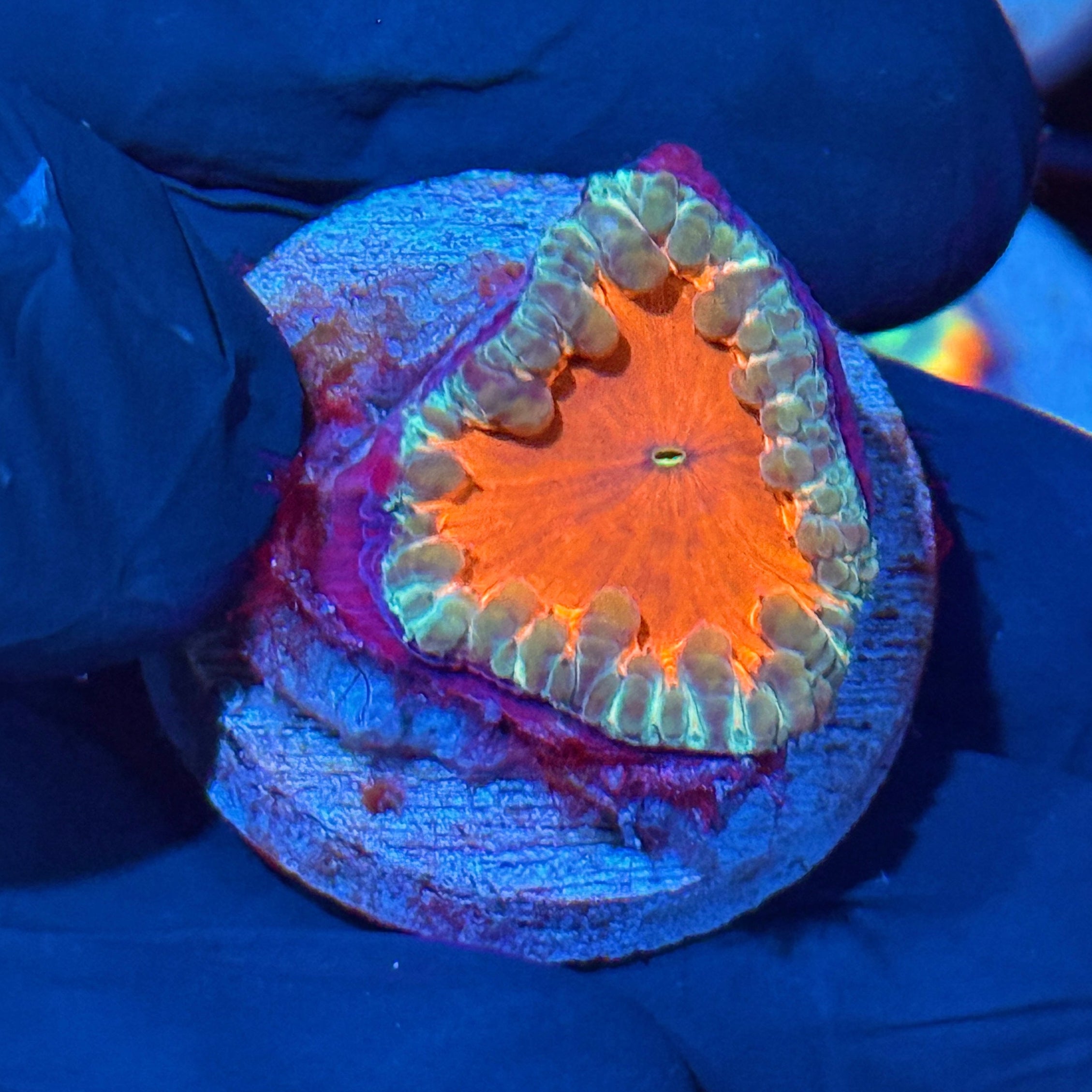 JEA Gumdrop Blastomussa Coral 10/12