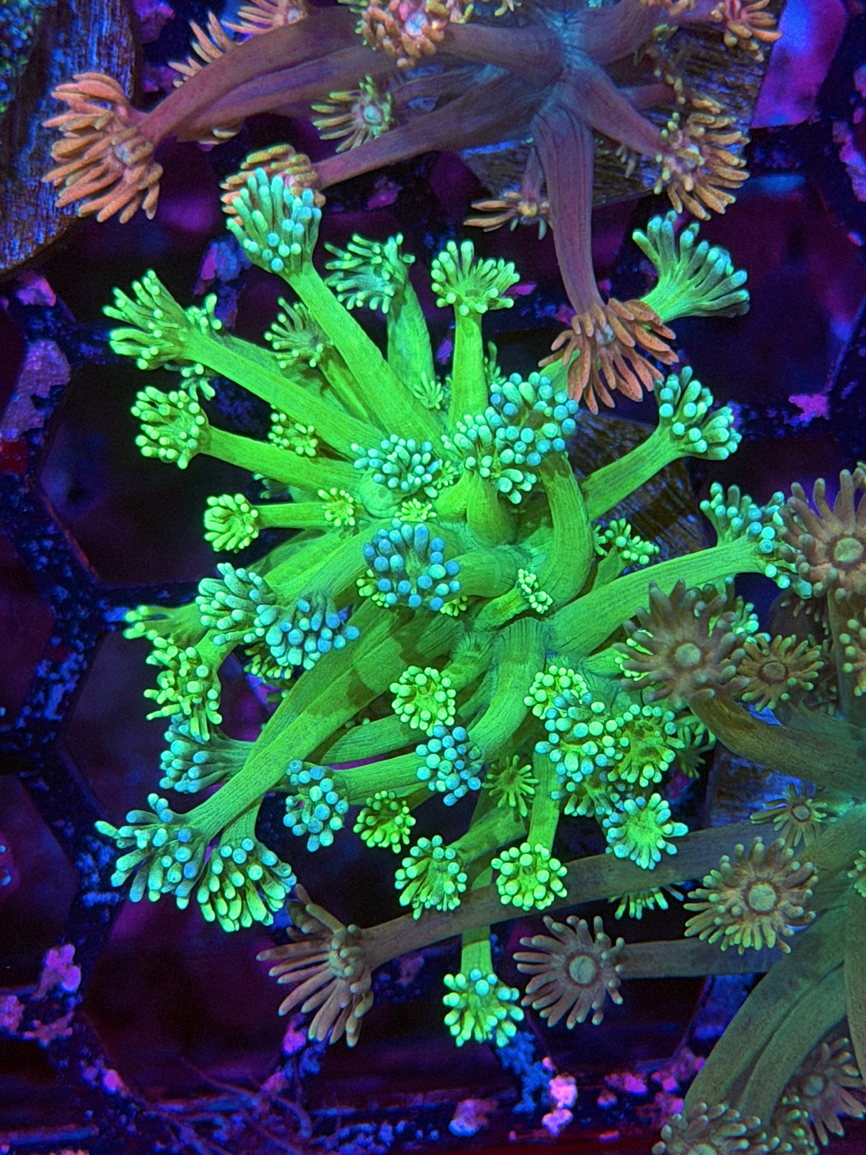 JEA Blueberry Limeade Goniopora Coral Blue Tips BRIGHT 11/28