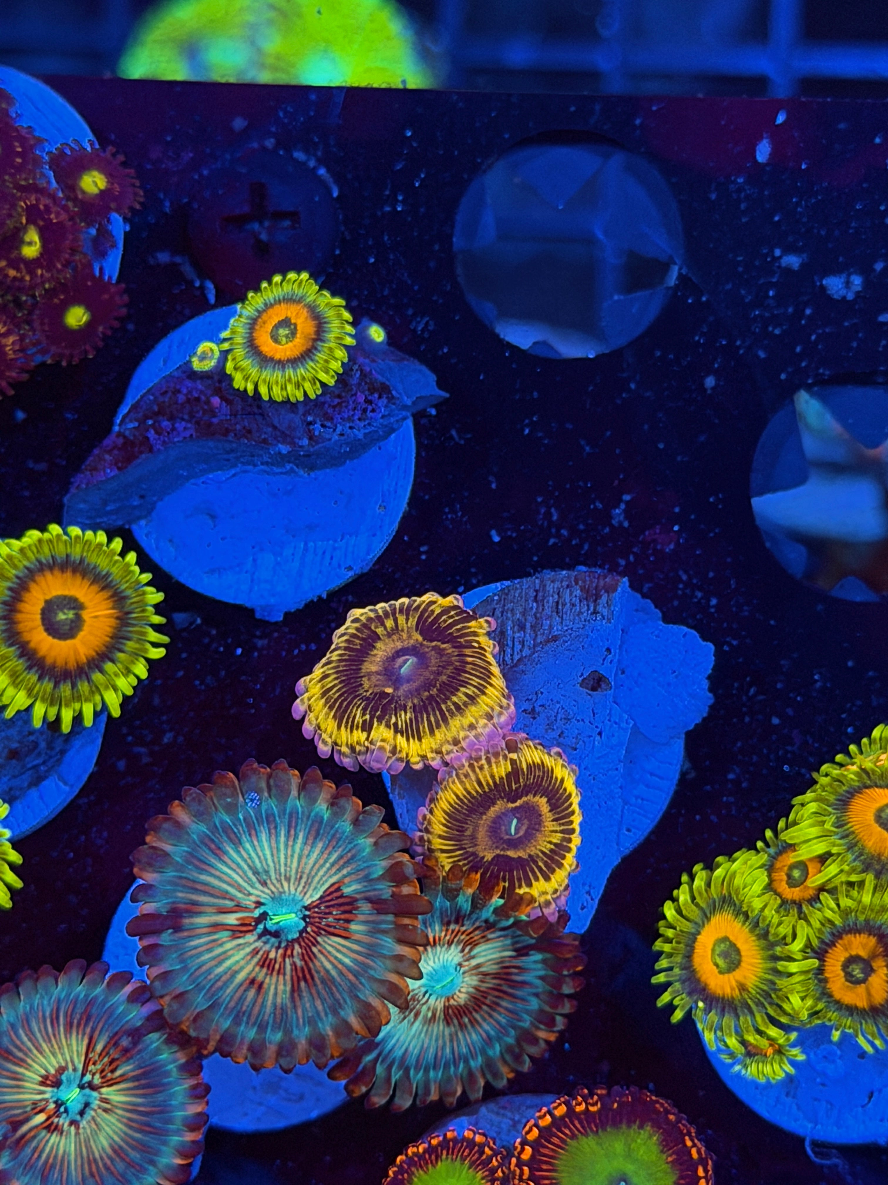 JEA OG Stratocaster Zoanthid Coral 2 XL Polyps 5/2