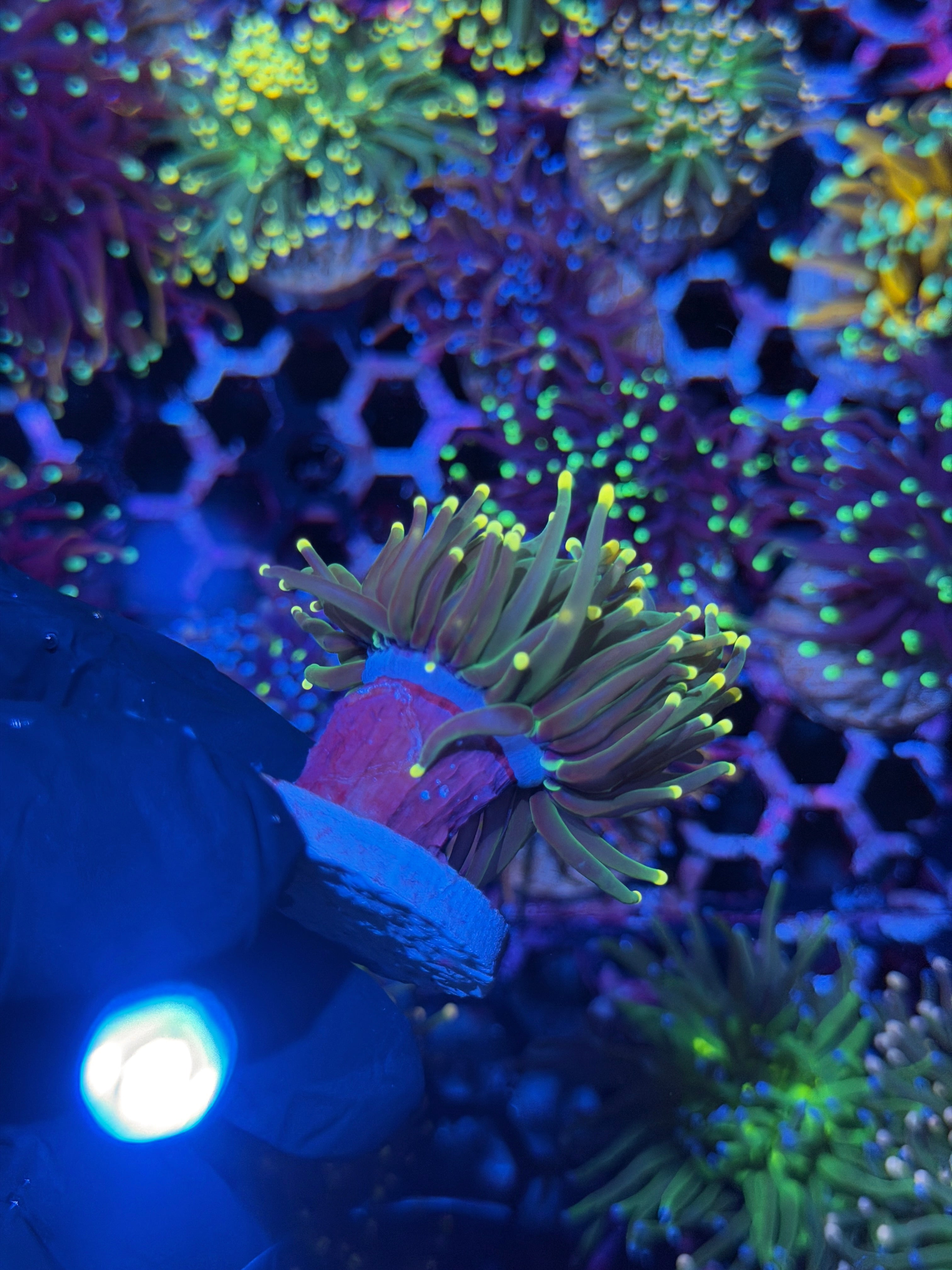 JEA Lemon Drop Torch Coral 2 Heads Splitting