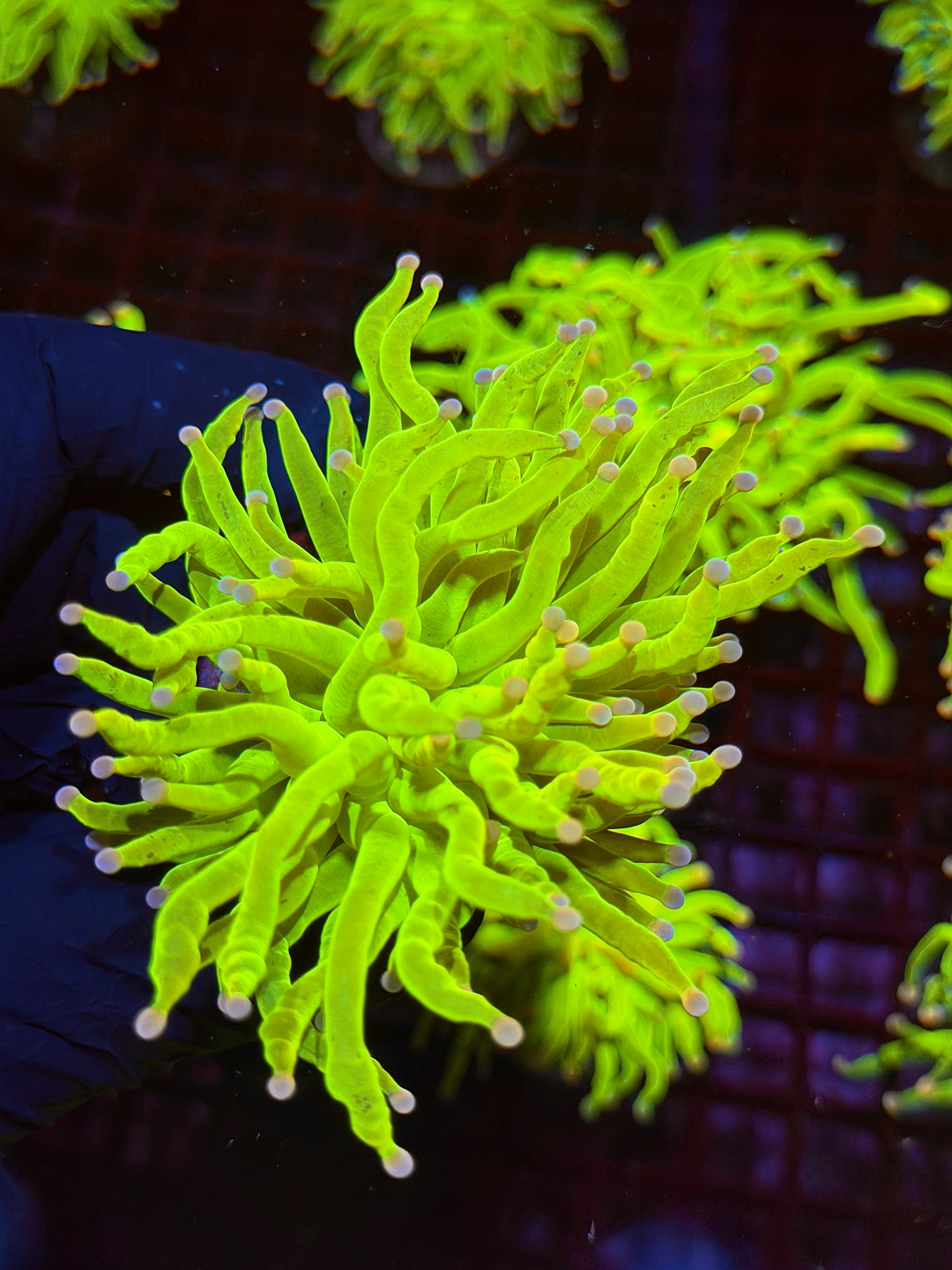 JEA Drama Queen Holy Grail Torch Coral 1 XL Head 9/6