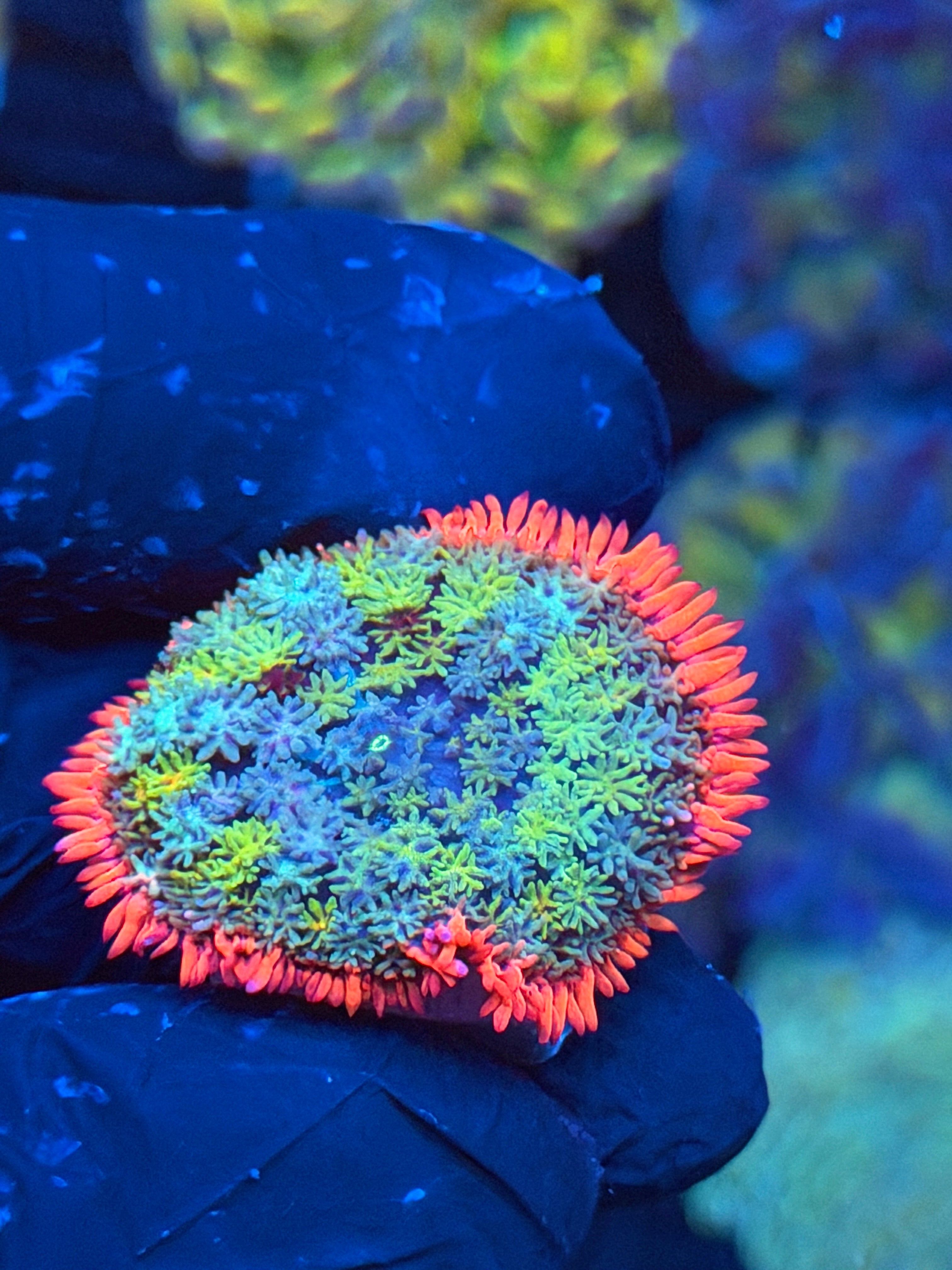 JEA Frankie’s Bride Mushroom Coral 9/6