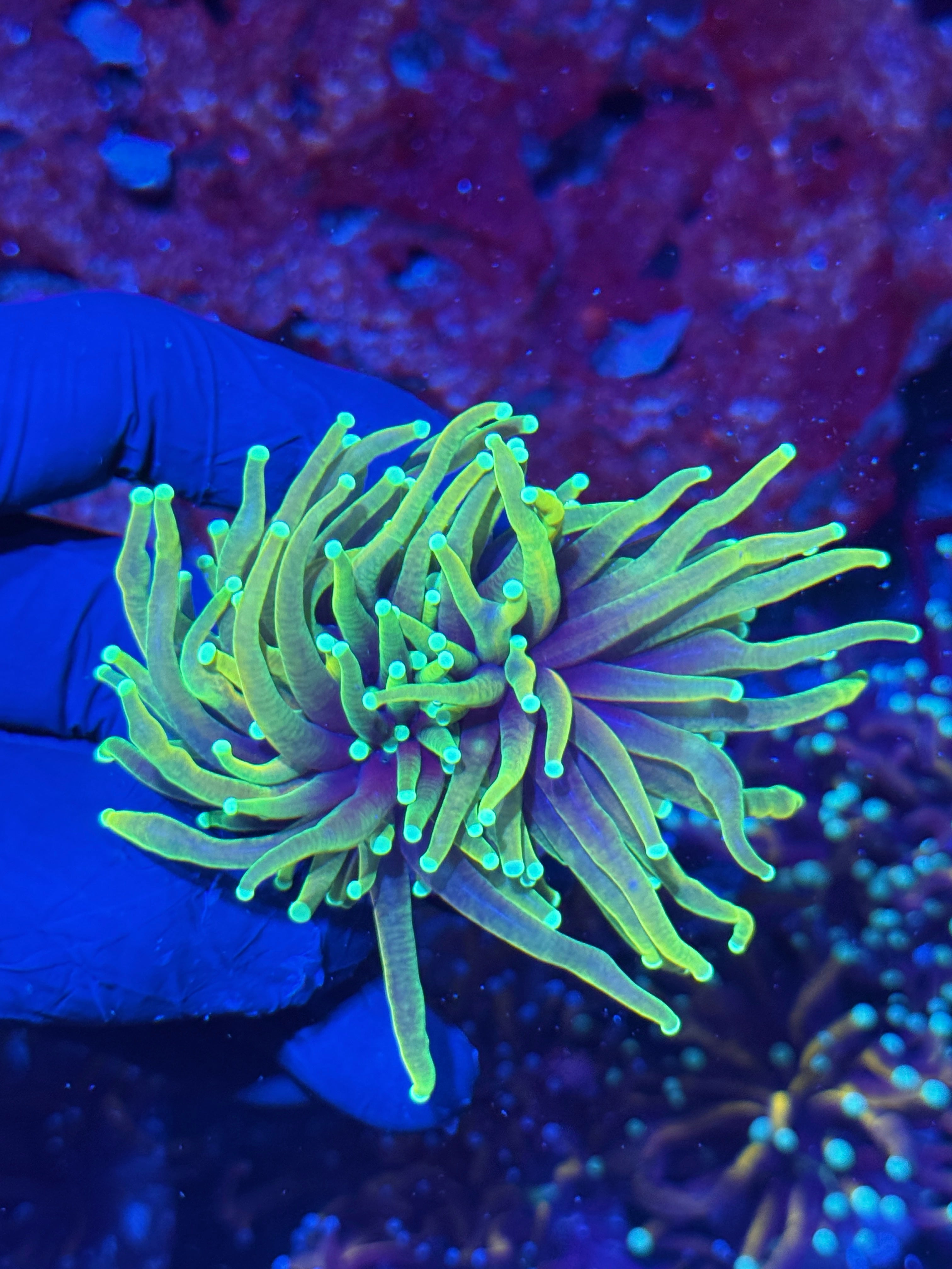 JEA Dragon Fire Torch Coral 2 Heads
