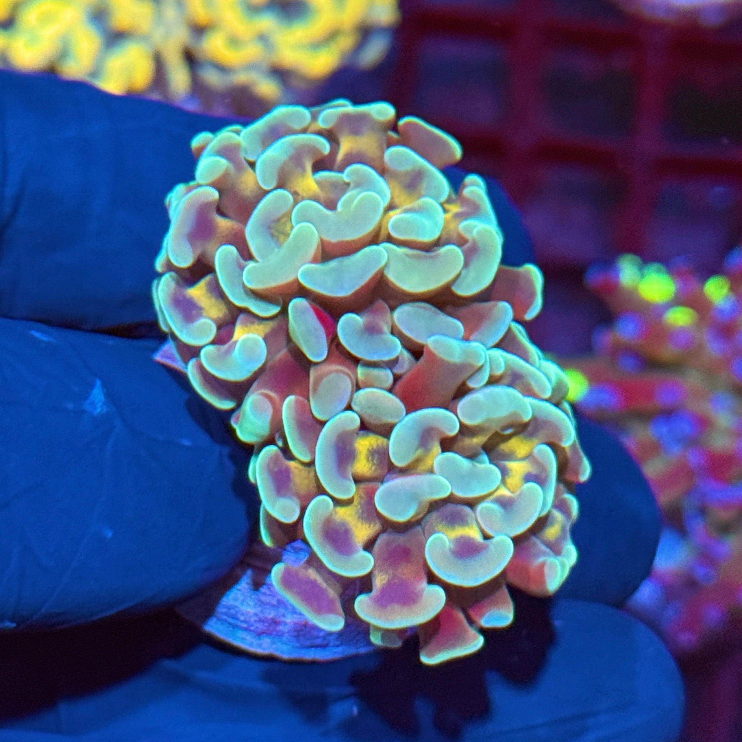 JEA Honey Pot Hammer Coral 2 Heads AQUACULTURED 10/12
