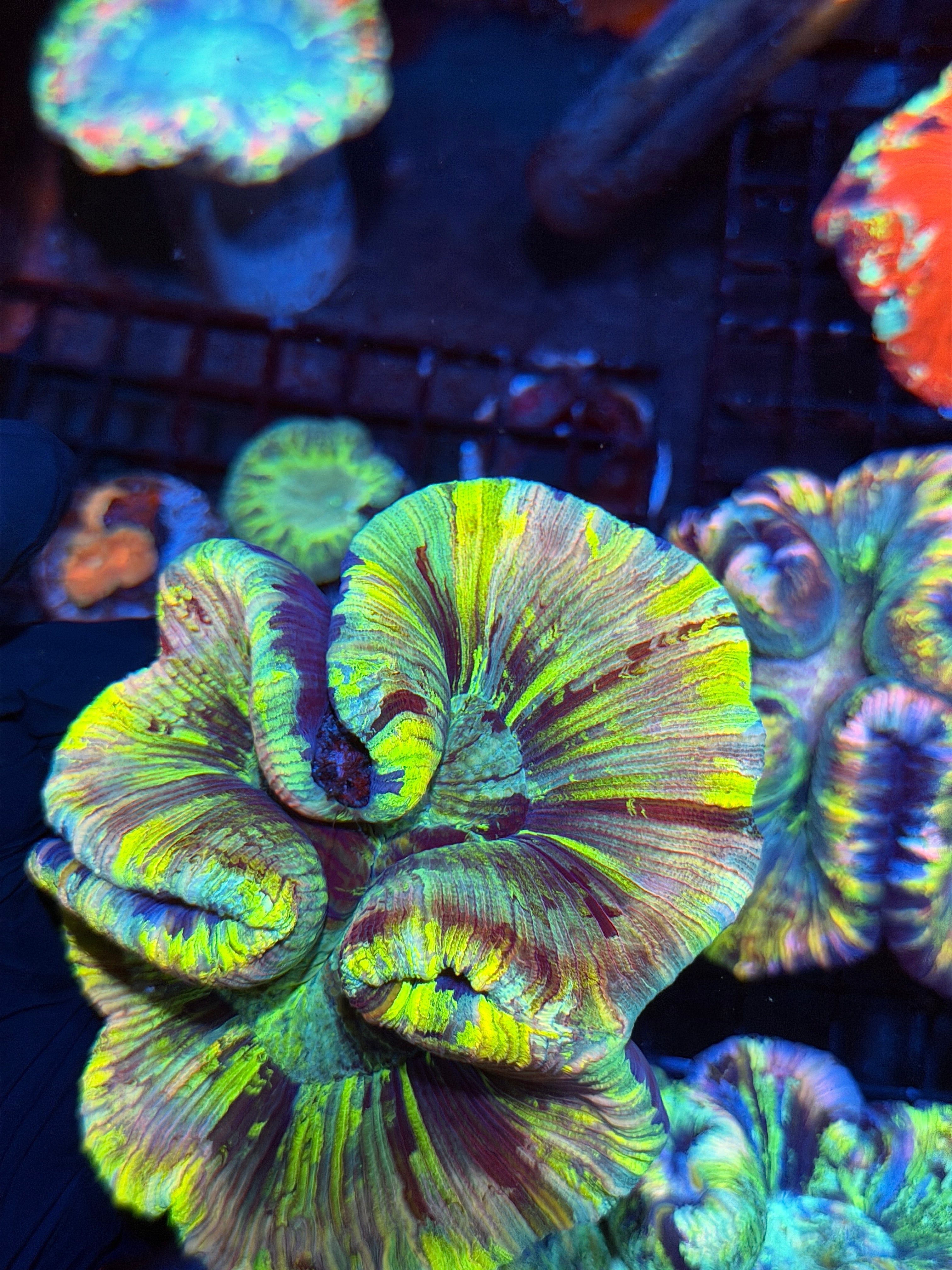 Insane Rainbow Trachyphyllia Meat Coral XL