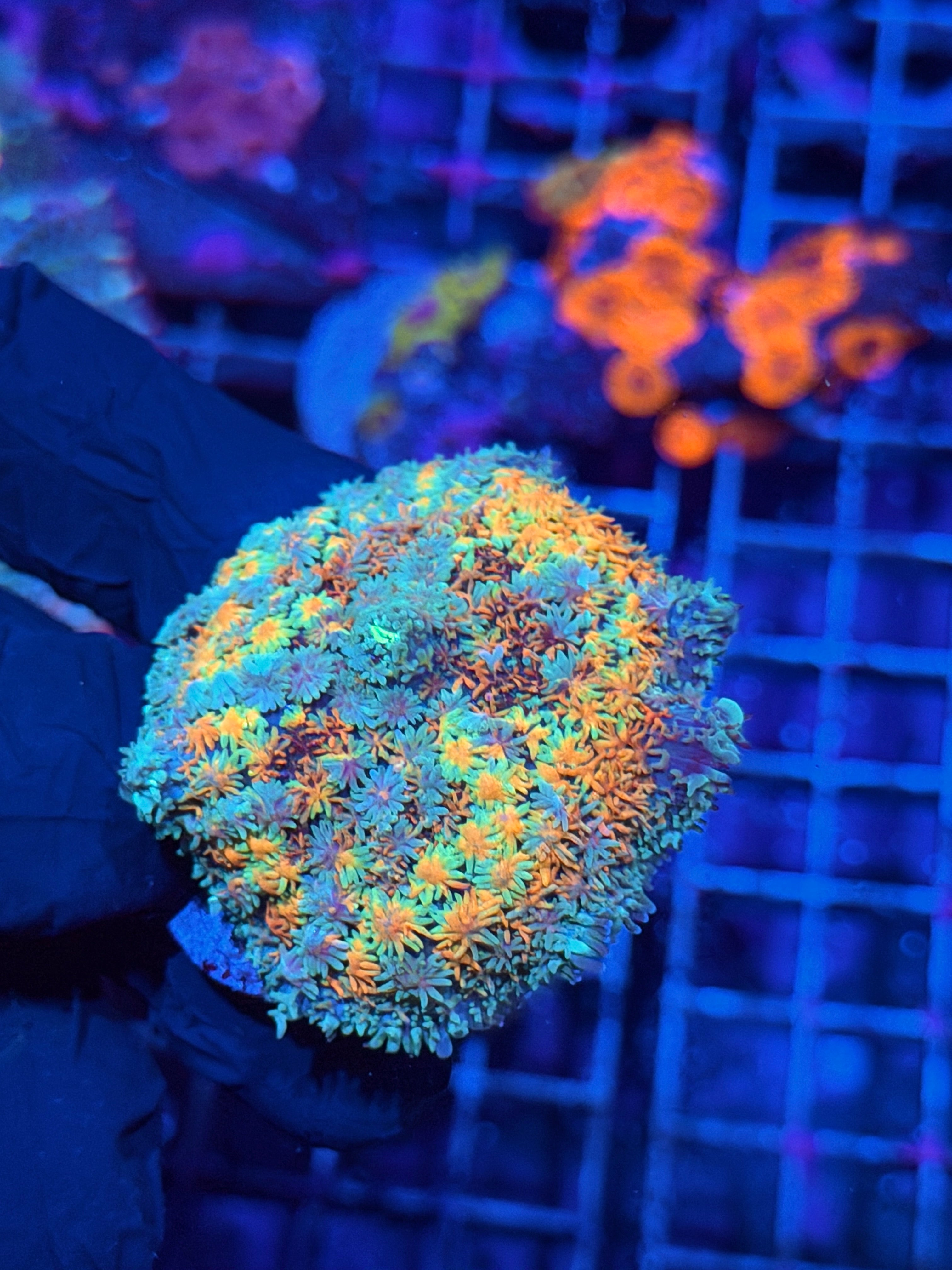JEA Rainbow Sphinx Bounce Mushroom Coral XL