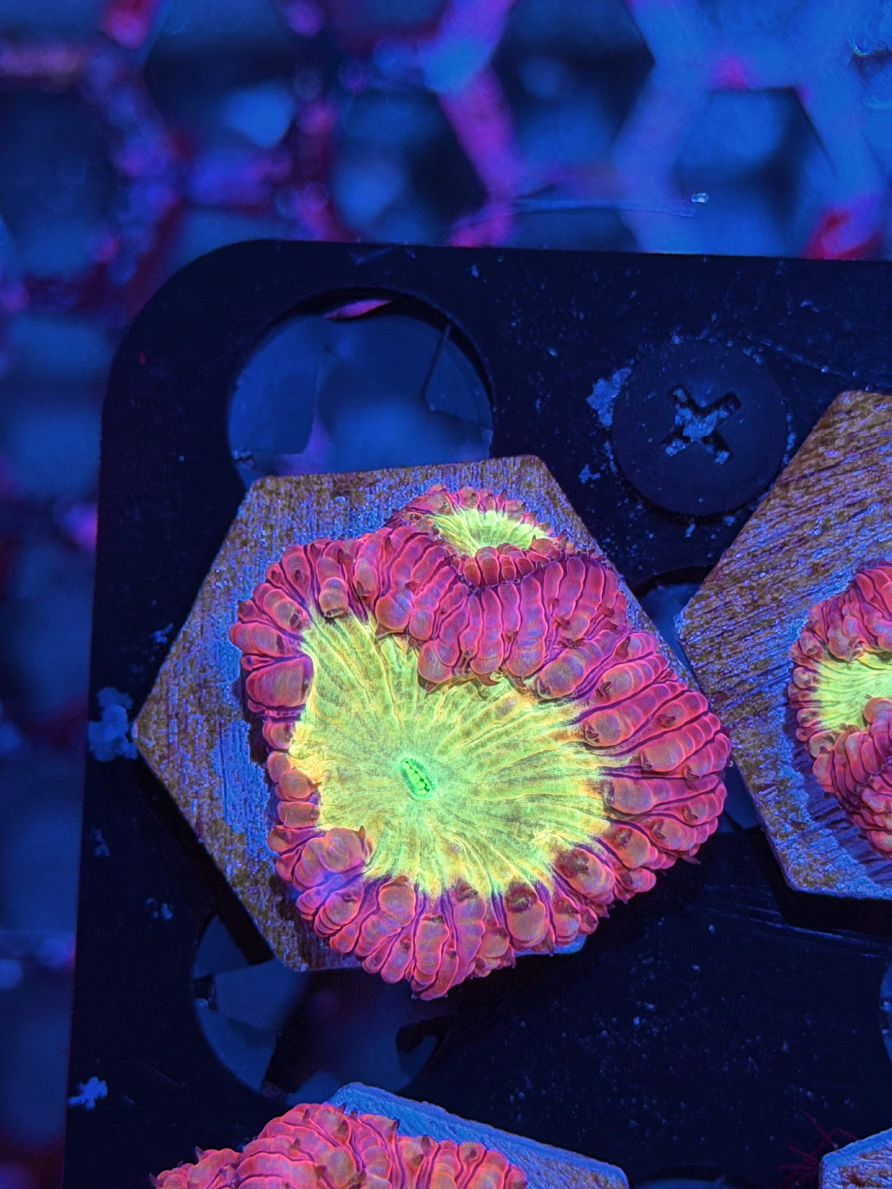 JEA Godmode Blastomussa Coral 2 Heads XL