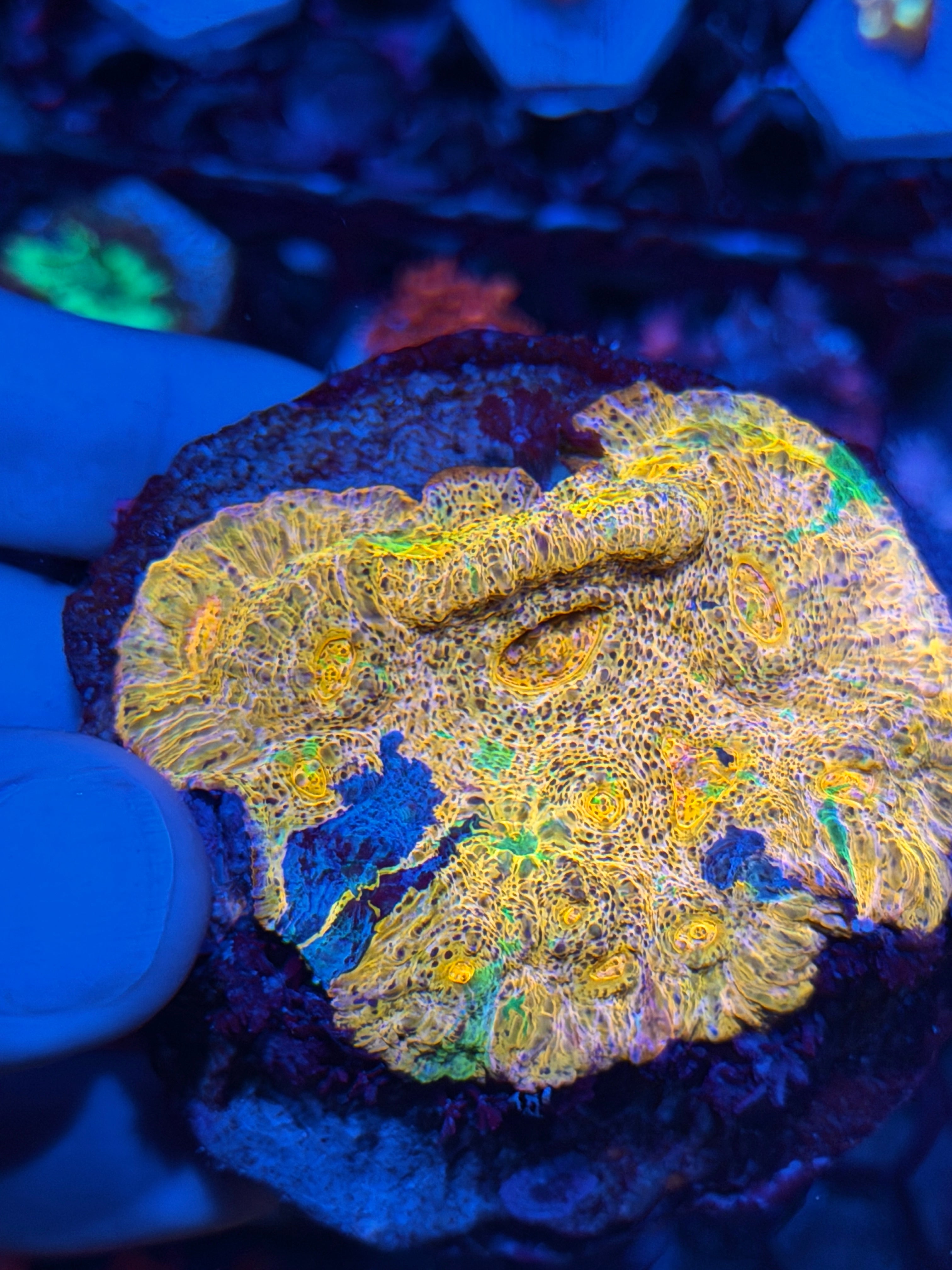 JEA Rainbow Meltdown Chalice Coral Colony XXL