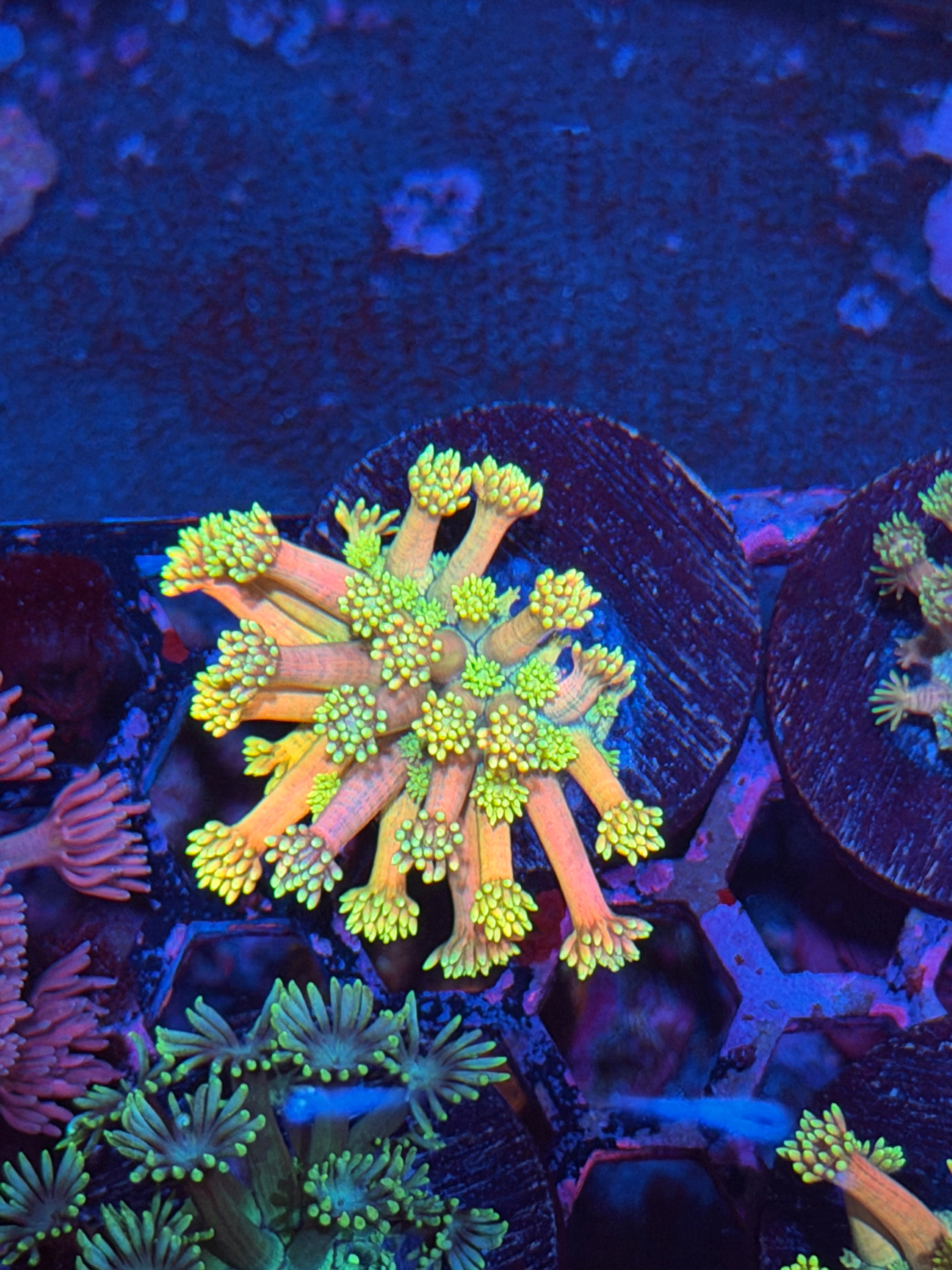 JEA Rainbow Blast Goniopora Coral *New Release* 3/16