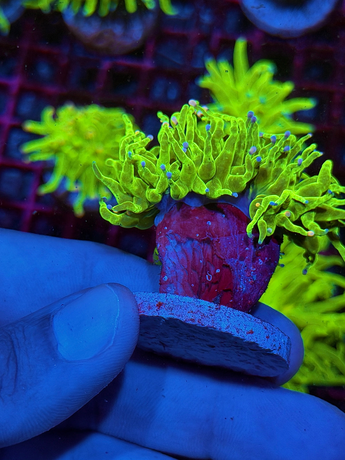 JEA Skittles Holy Grail Torch Coral 1 XL Head Splitting 10/25