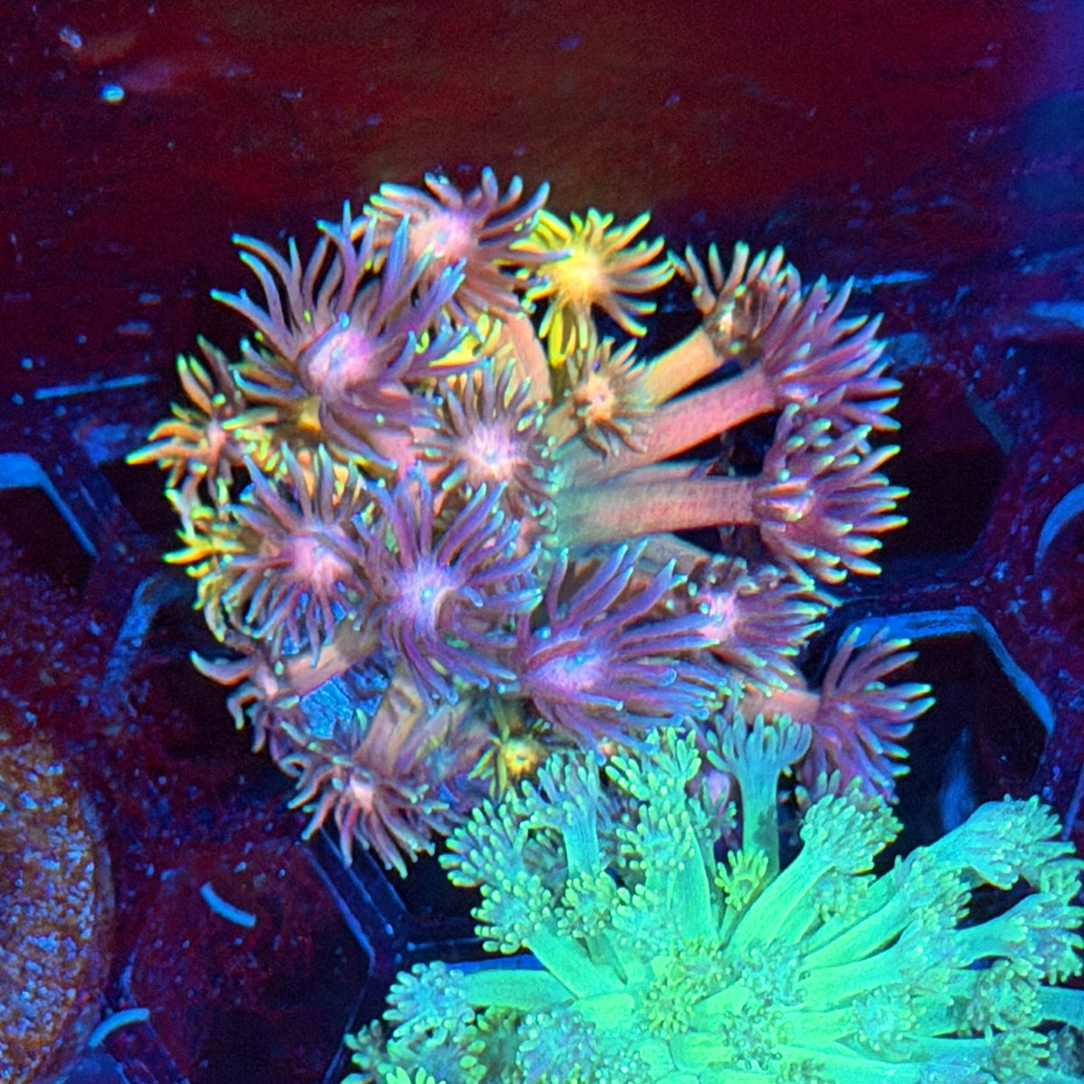 JEA Acid Trip Goniopora Coral 10/20