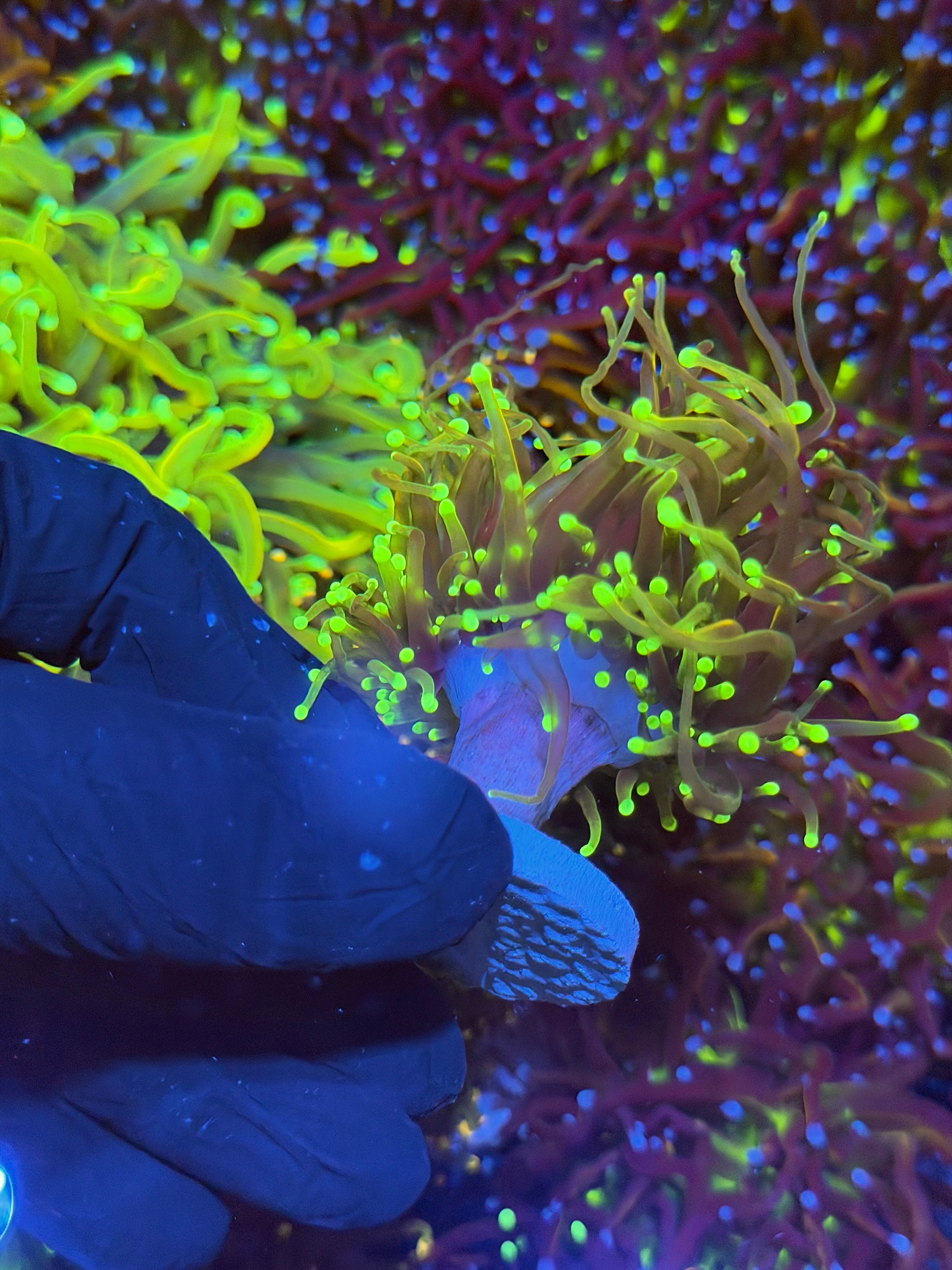 JEA Dragon Fire Torch Coral 2 Heads XXL
