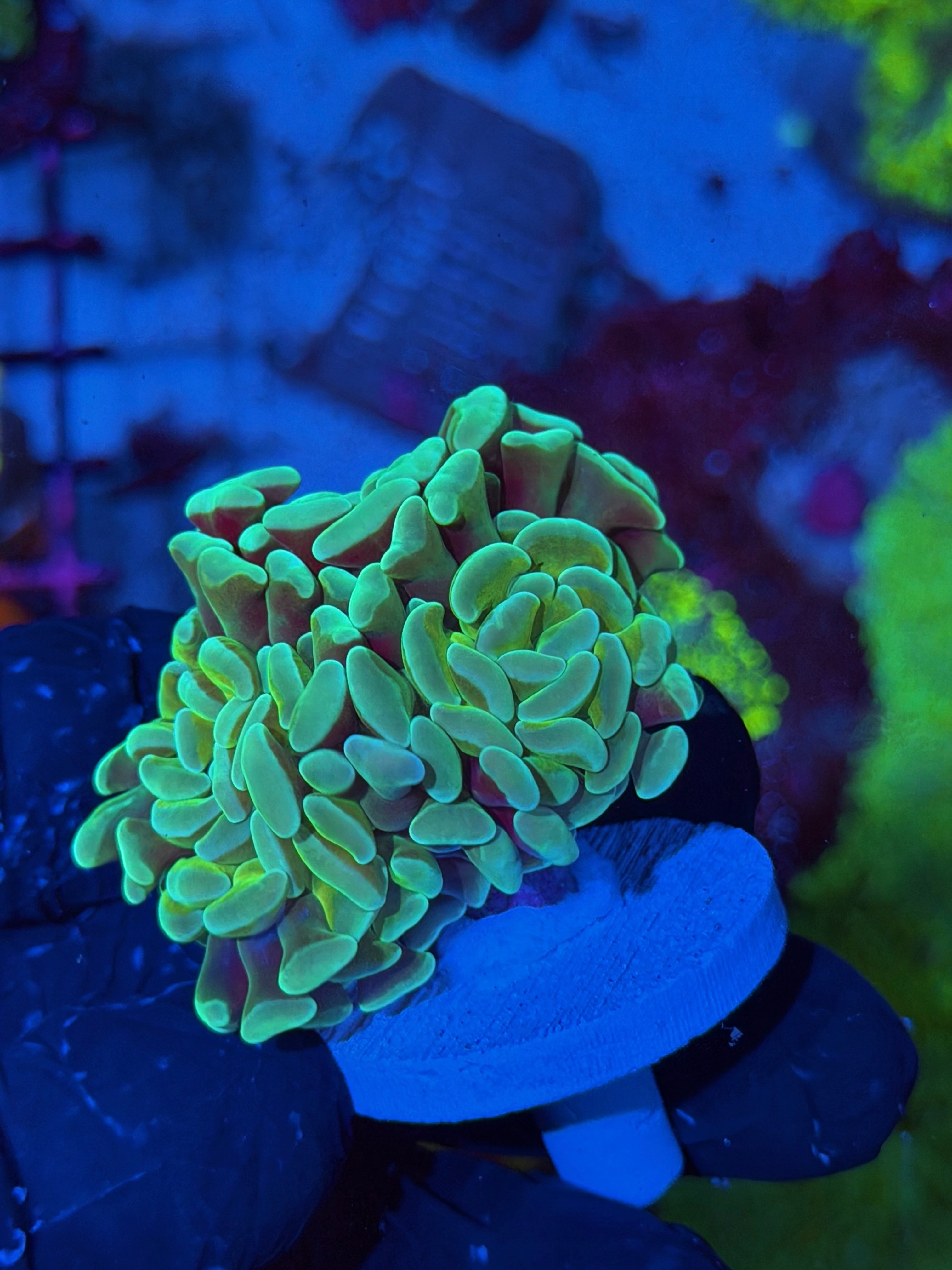 JEA Sour Apple Hammer Coral 3 Heads XXL