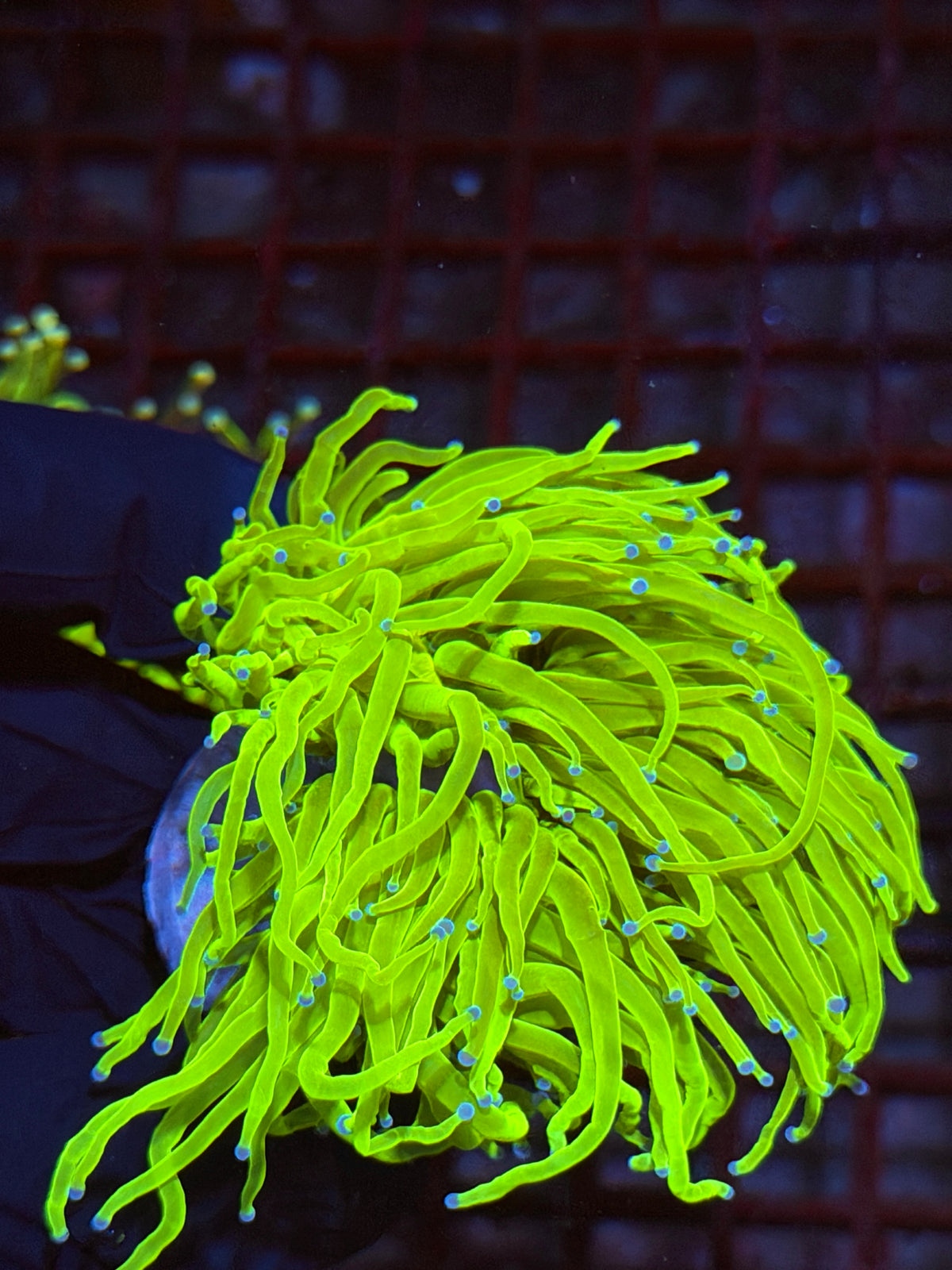 JEA Holy Grail Torch Coral 3 Heads Splitting XXXL Show Sized 9/22