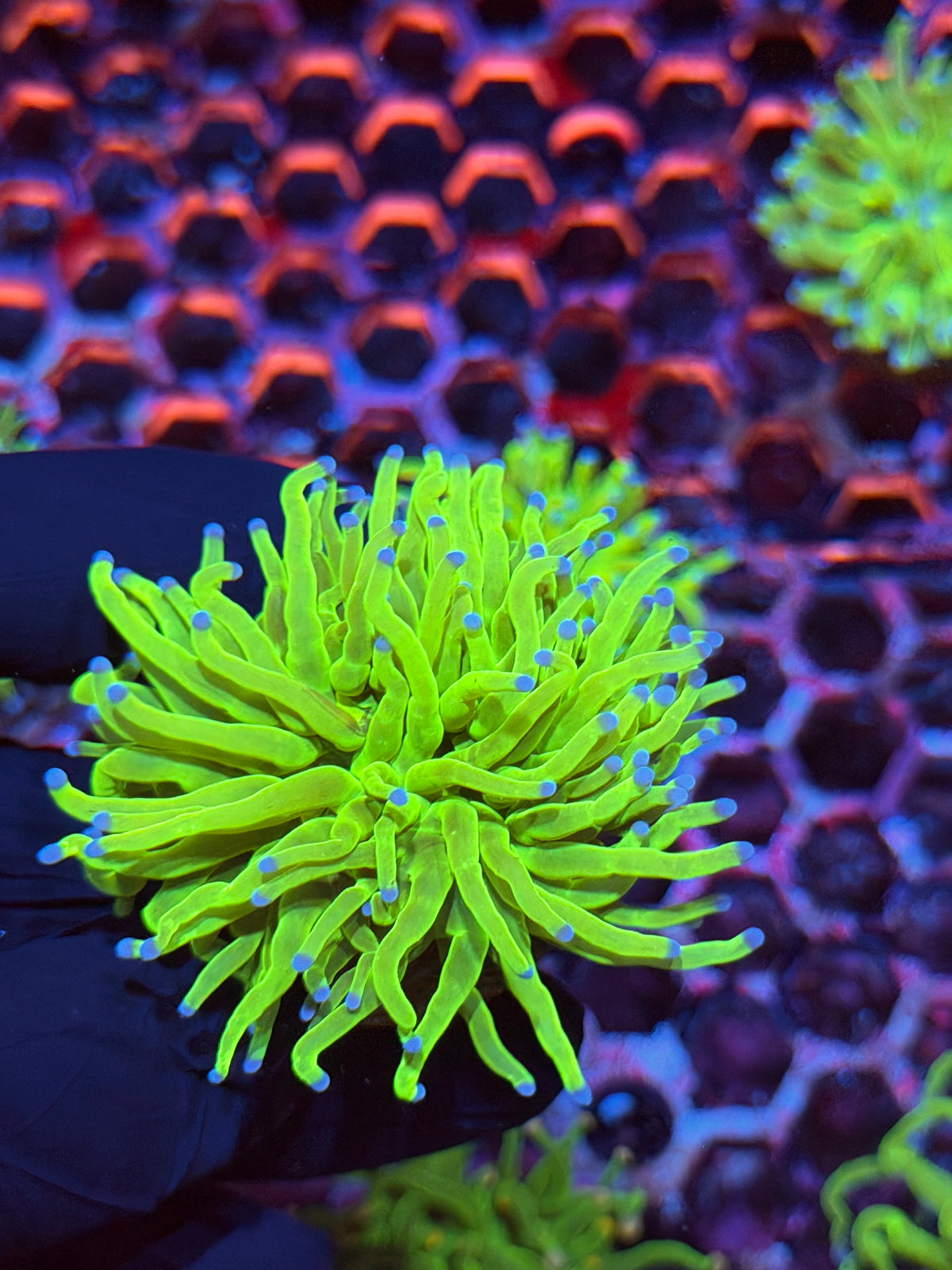 JEA Holy Grail Torch Coral 1 XL Head 9/21
