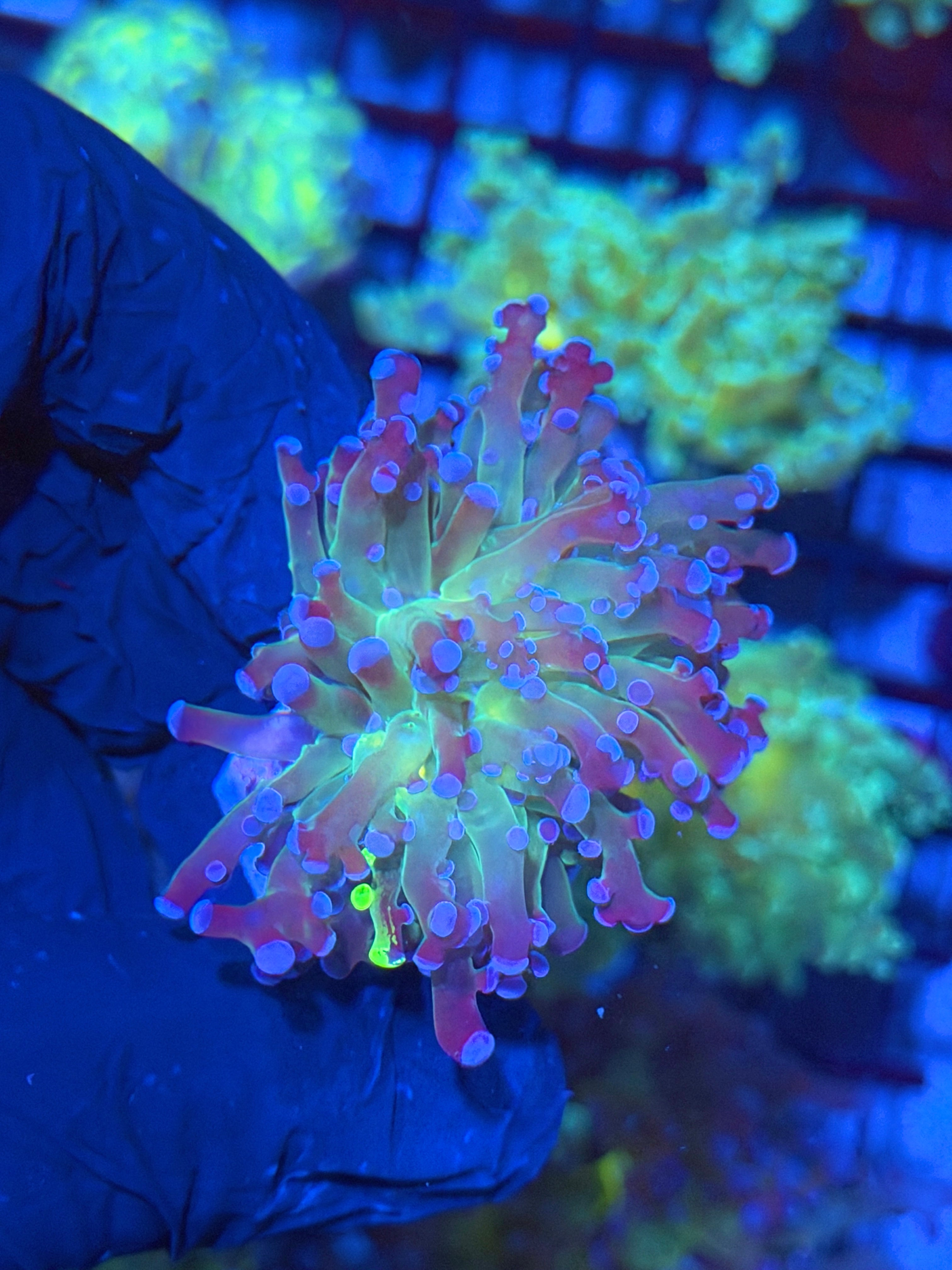 Grafted Frogspawn Coral 1 XL Head 12/1