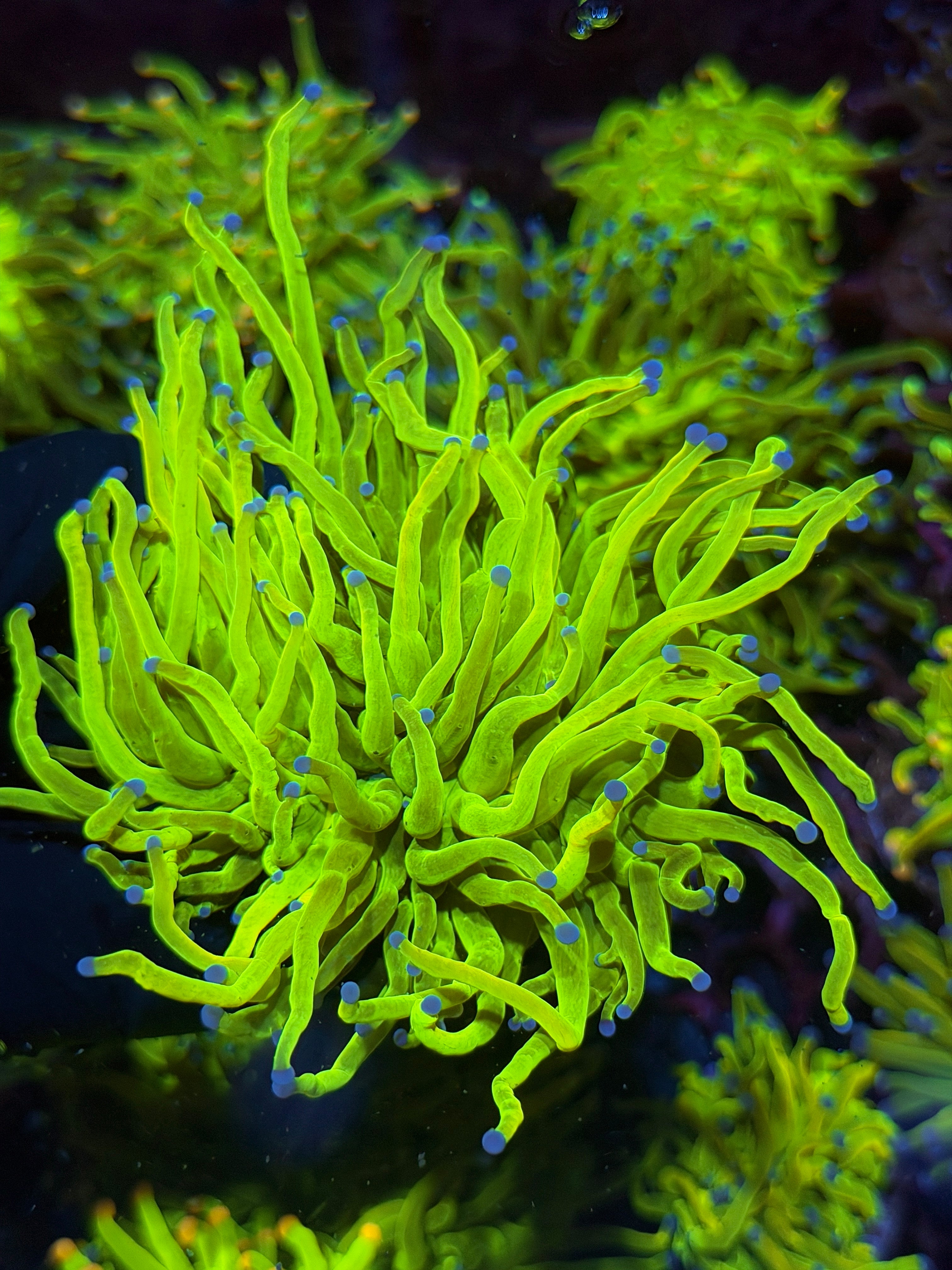 JEA Holy Grail Torch Coral 1 XXXL Head Splitting Show Size 7/9