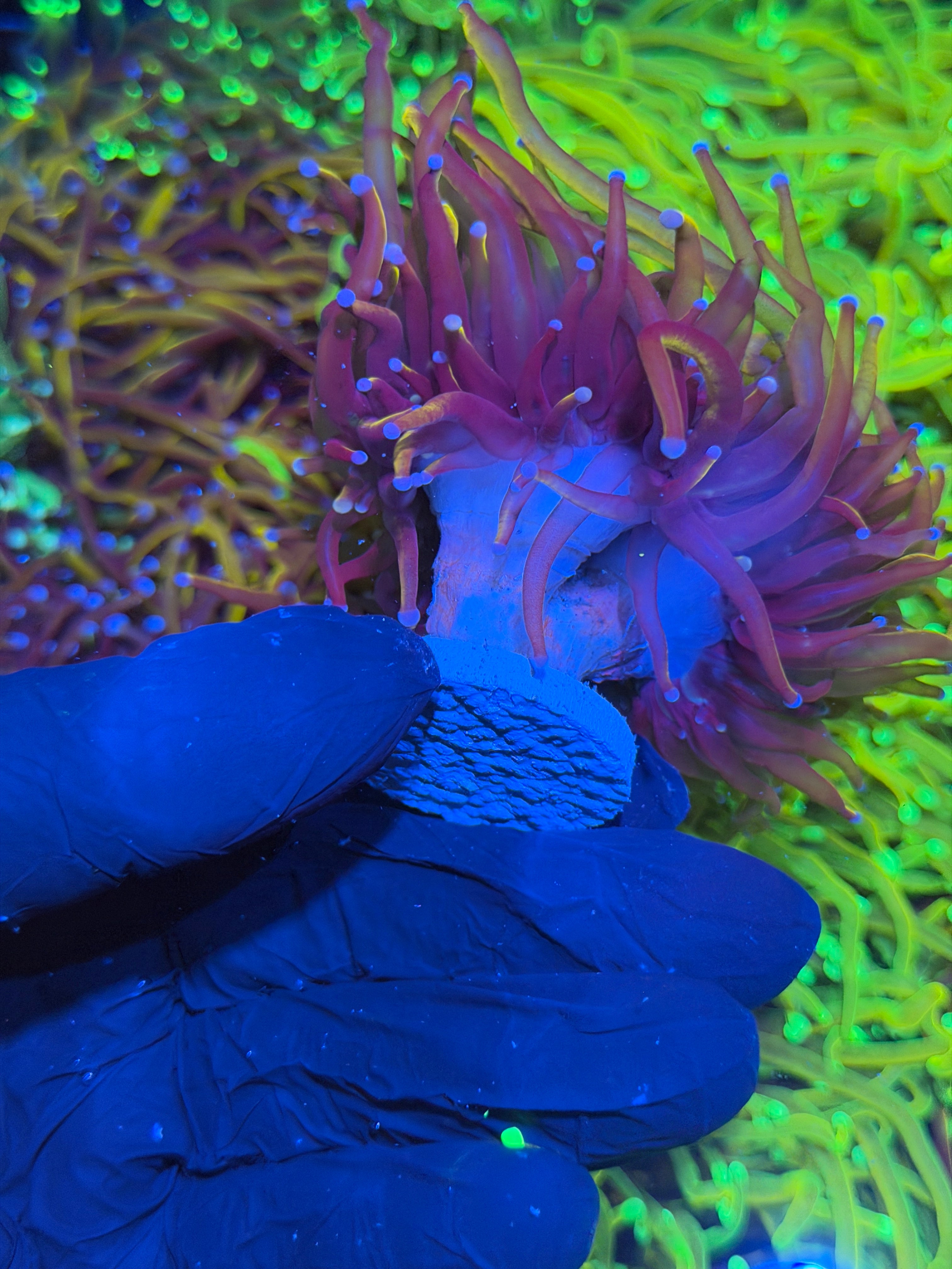 JEA Orange Peel Torch Coral Mini Colony Cluster 3-4 Heads XXL
