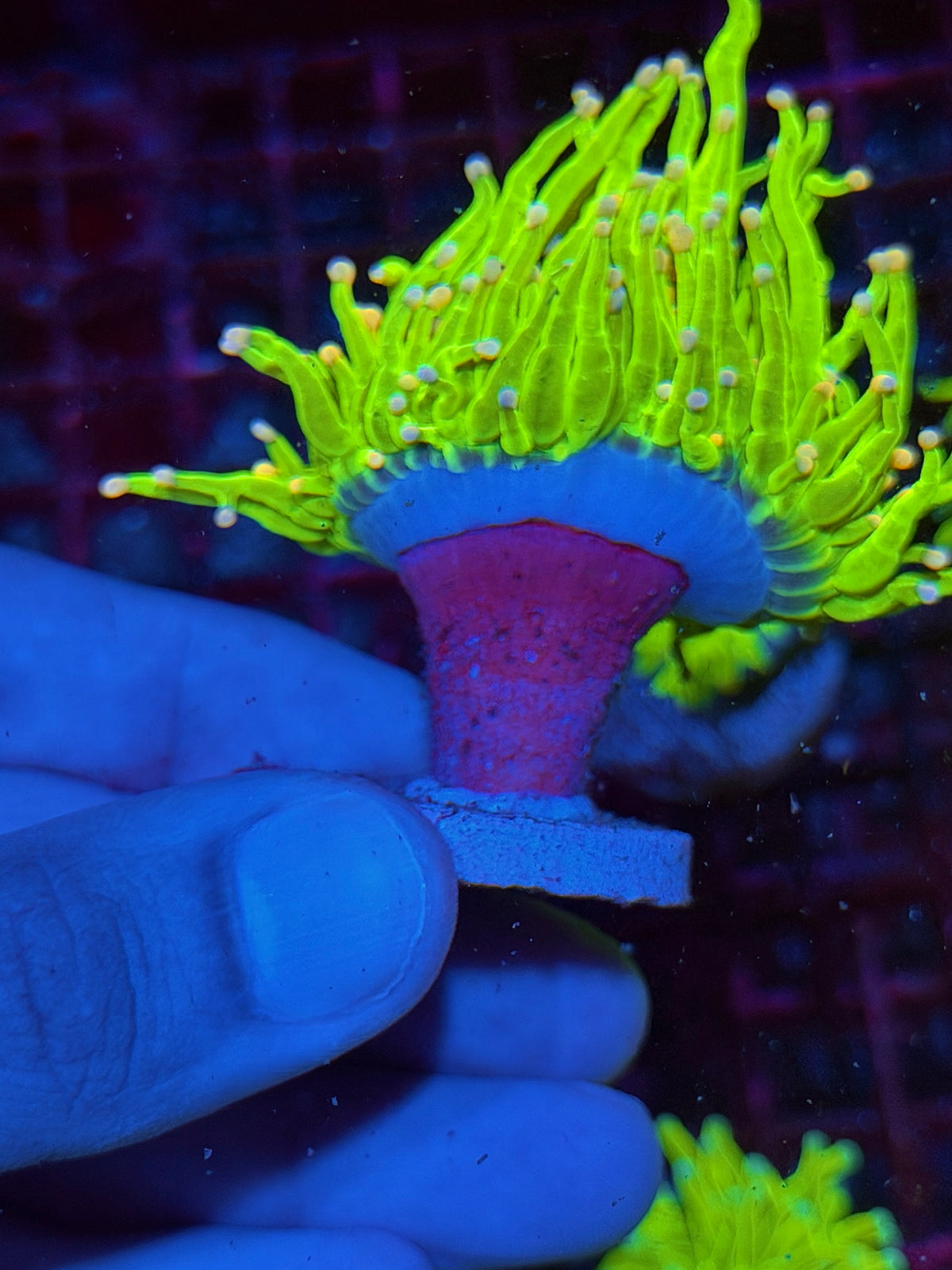 JEA Skittles Holy Grail Torch Coral Splitting 2 Heads XL 10/24