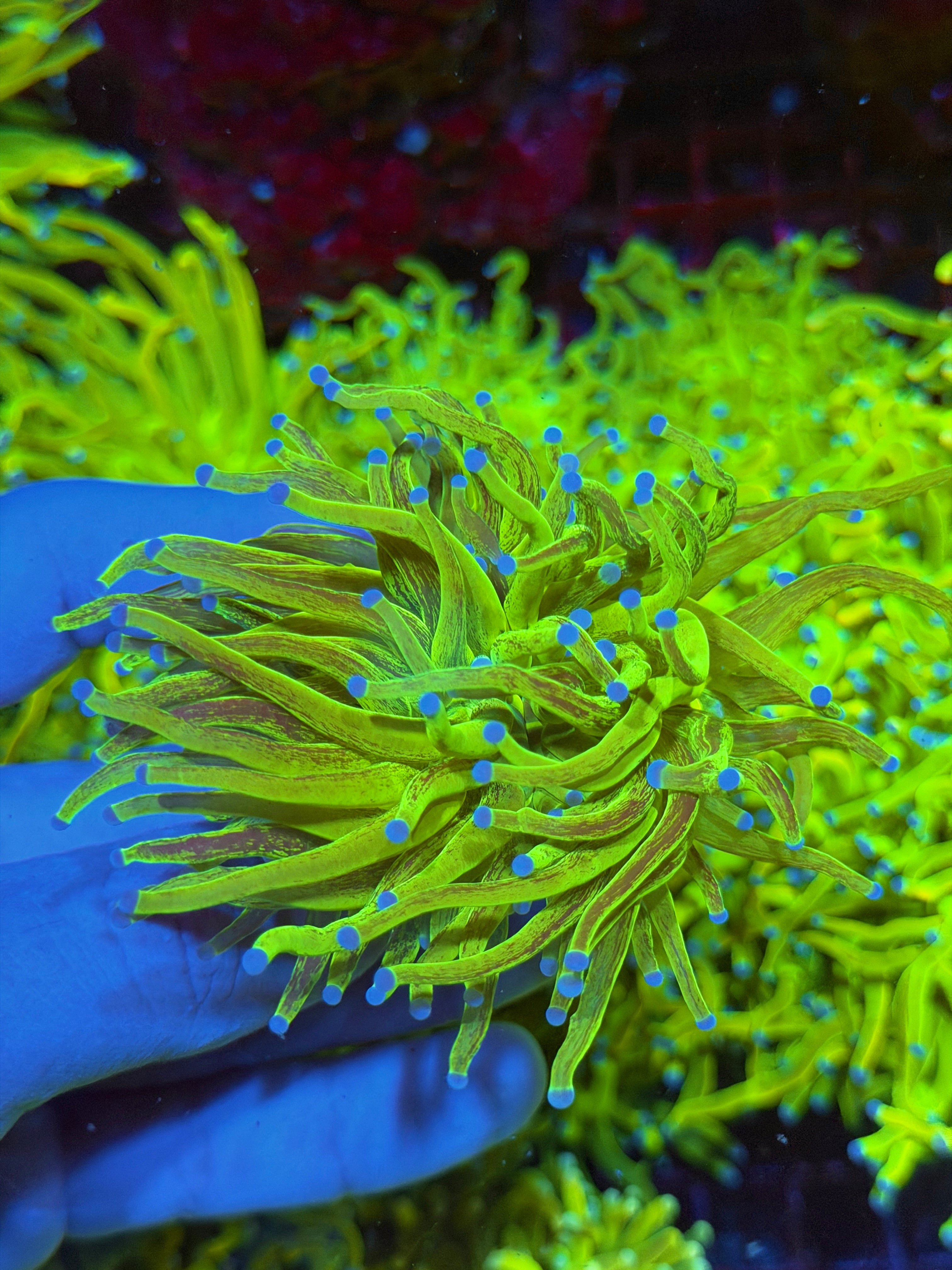 JEA Grafted Glitter Holy Grail Torch Coral 1 XXL Head 2/24