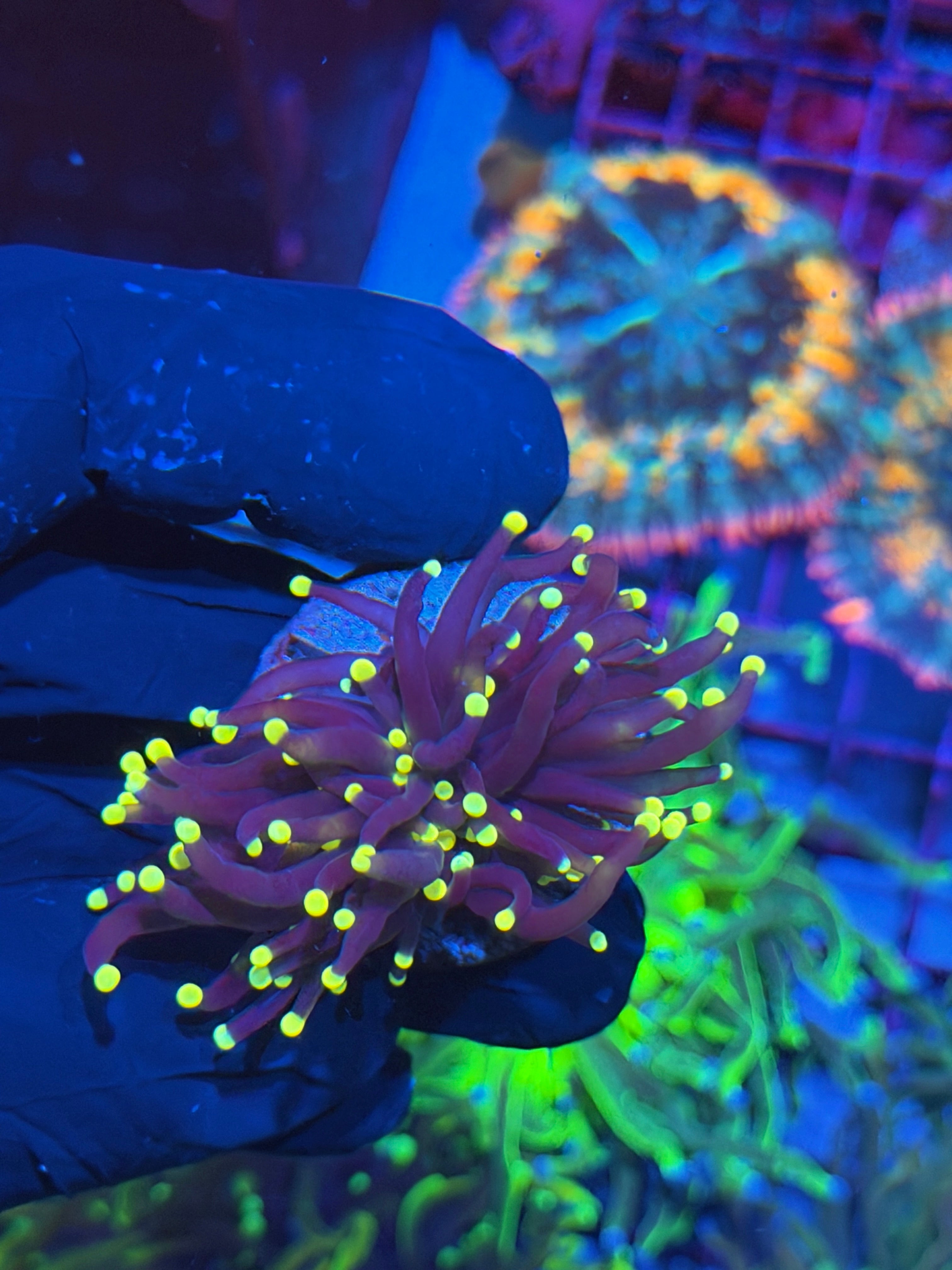 JEA Joker Torch Coral Splitting to 2 XL 7/15