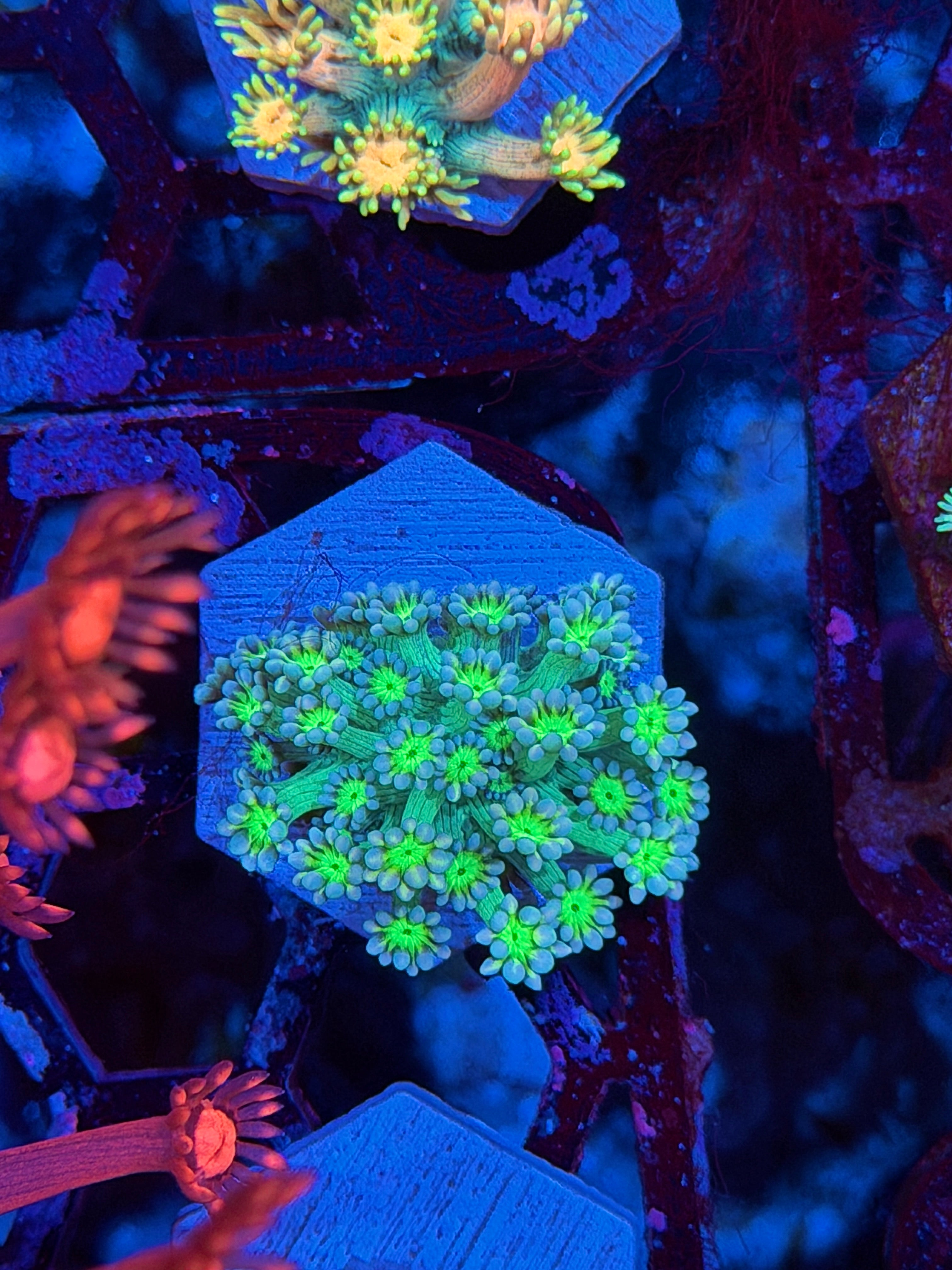 JEA Bioshock Goniopora Coral *New Release*