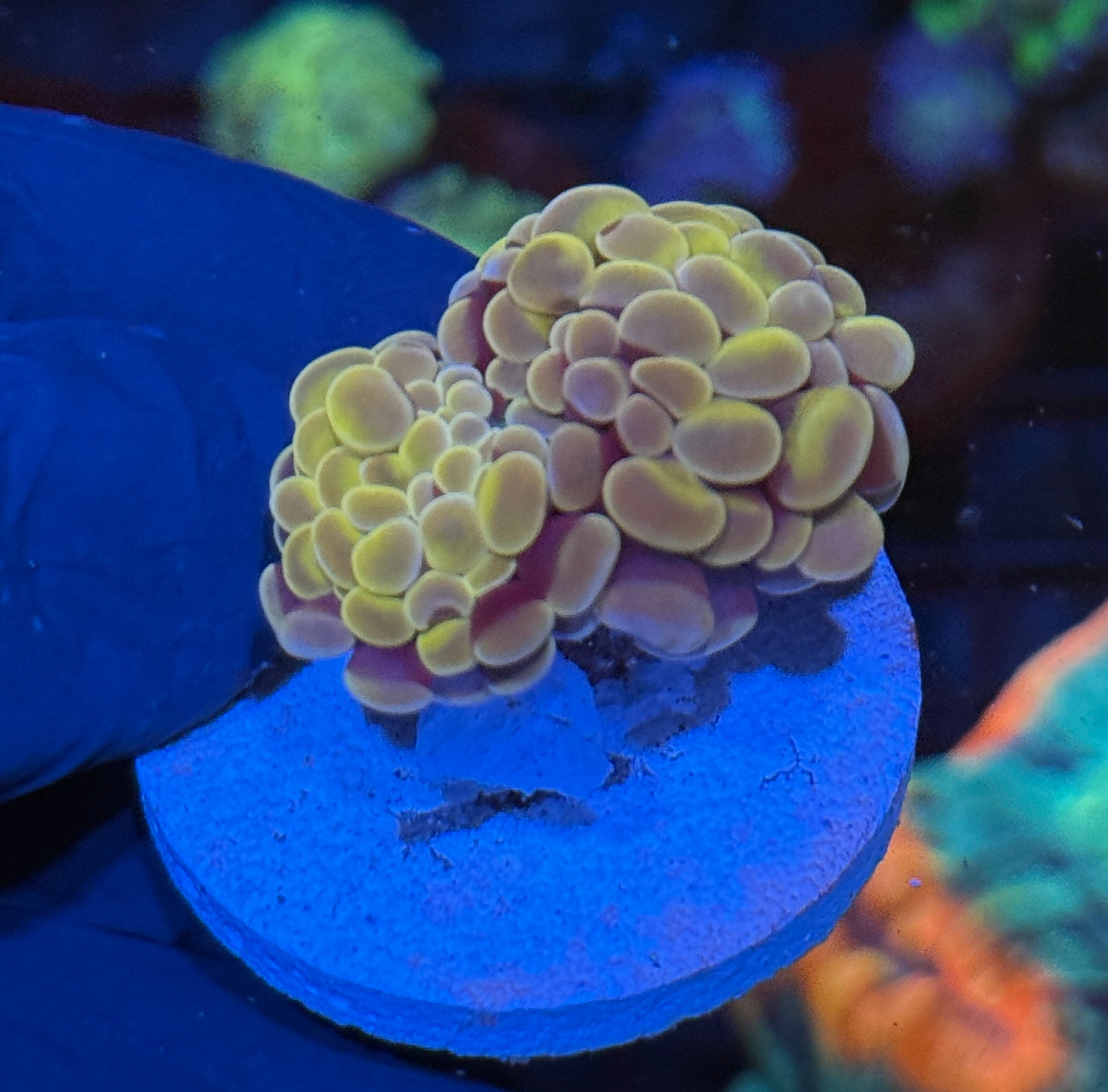 JEA Orange Fusion Hammer Coral 2 Head