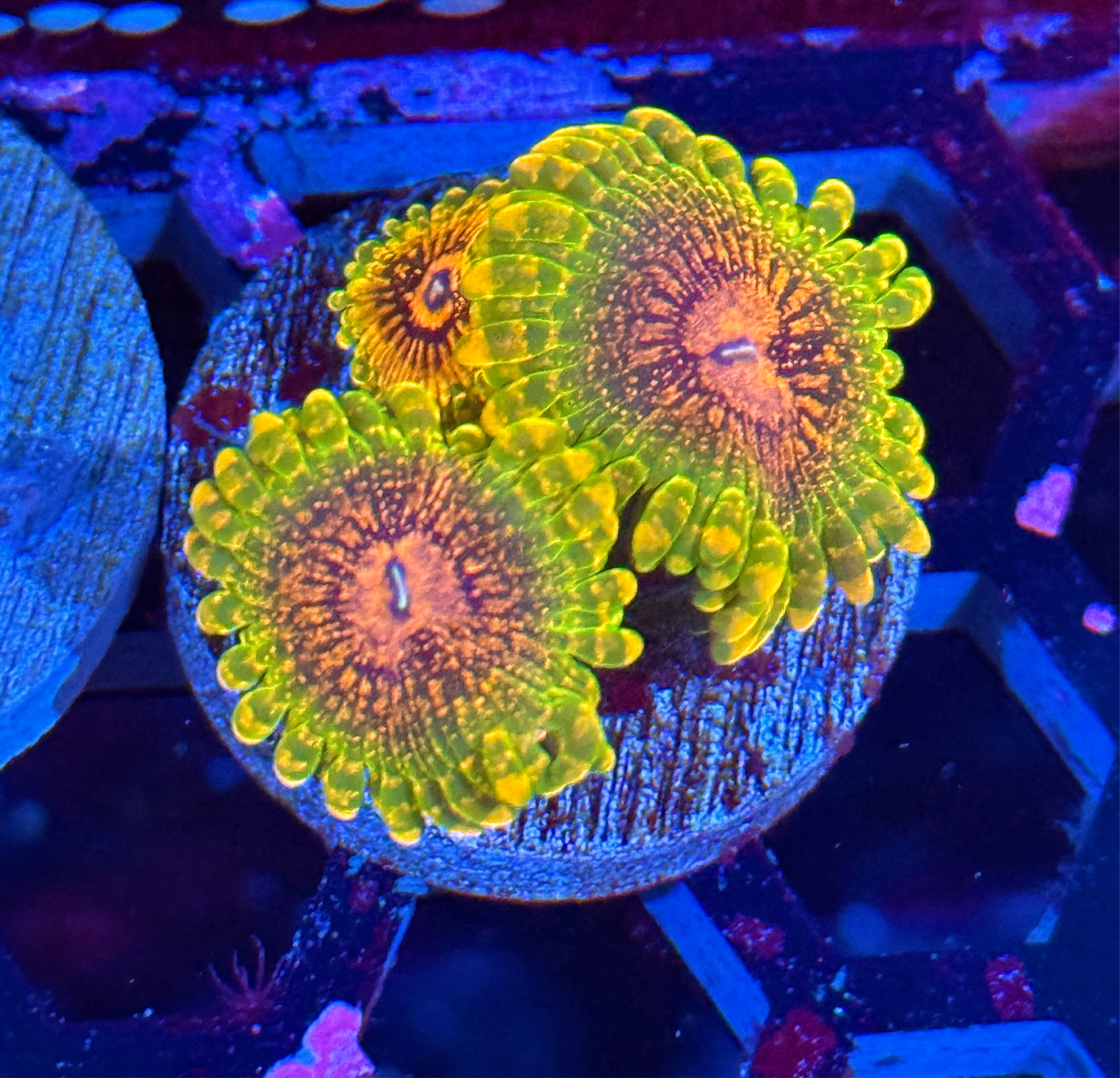 Grand Master Krakatoa Zoanthid Coral 3 XL Polyps