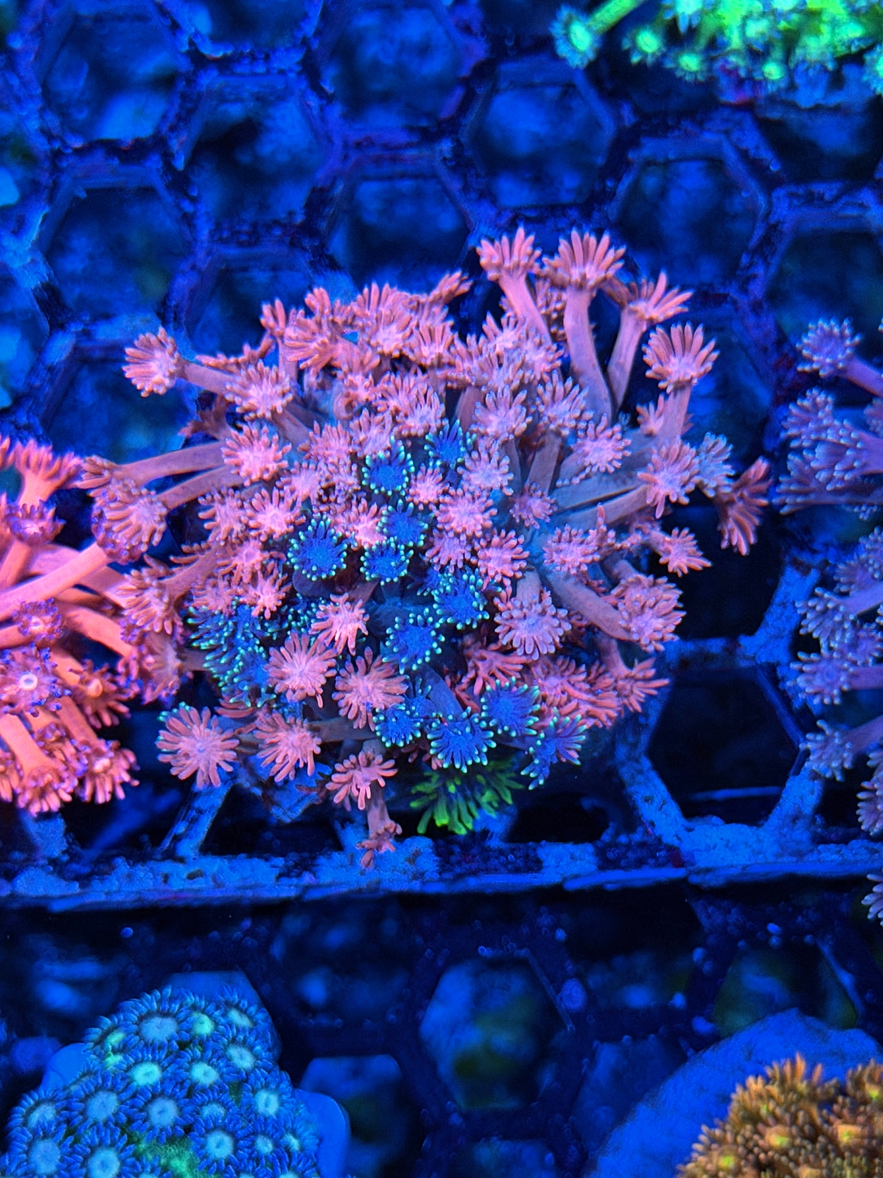 JEA Chimera Goniopora Coral Colony XL