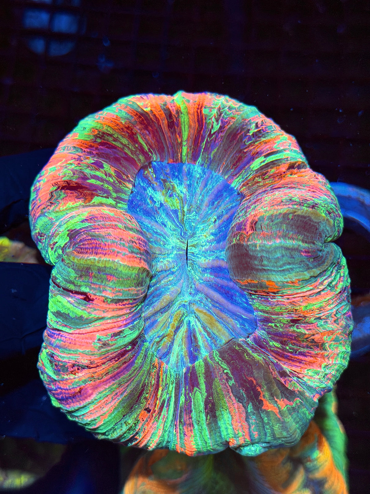 Rare Pink / Rainbow Wellsophyllia Meat Coral Show Piece 9/22