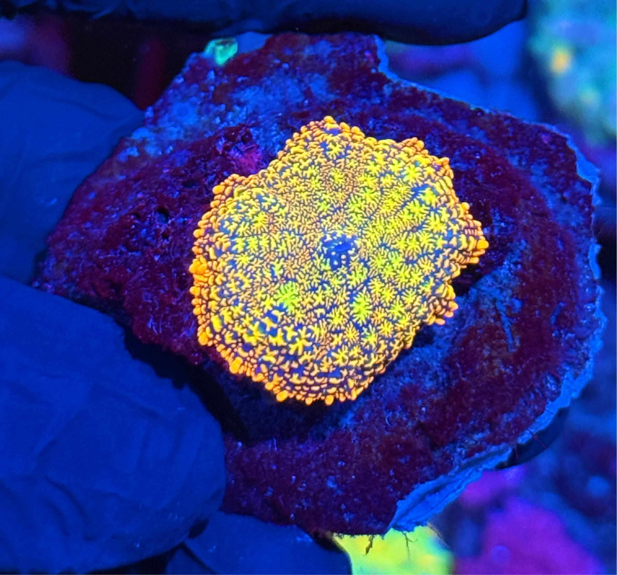 Frag Junky Maui Wowie Rhodactis Mushroom Coral XL