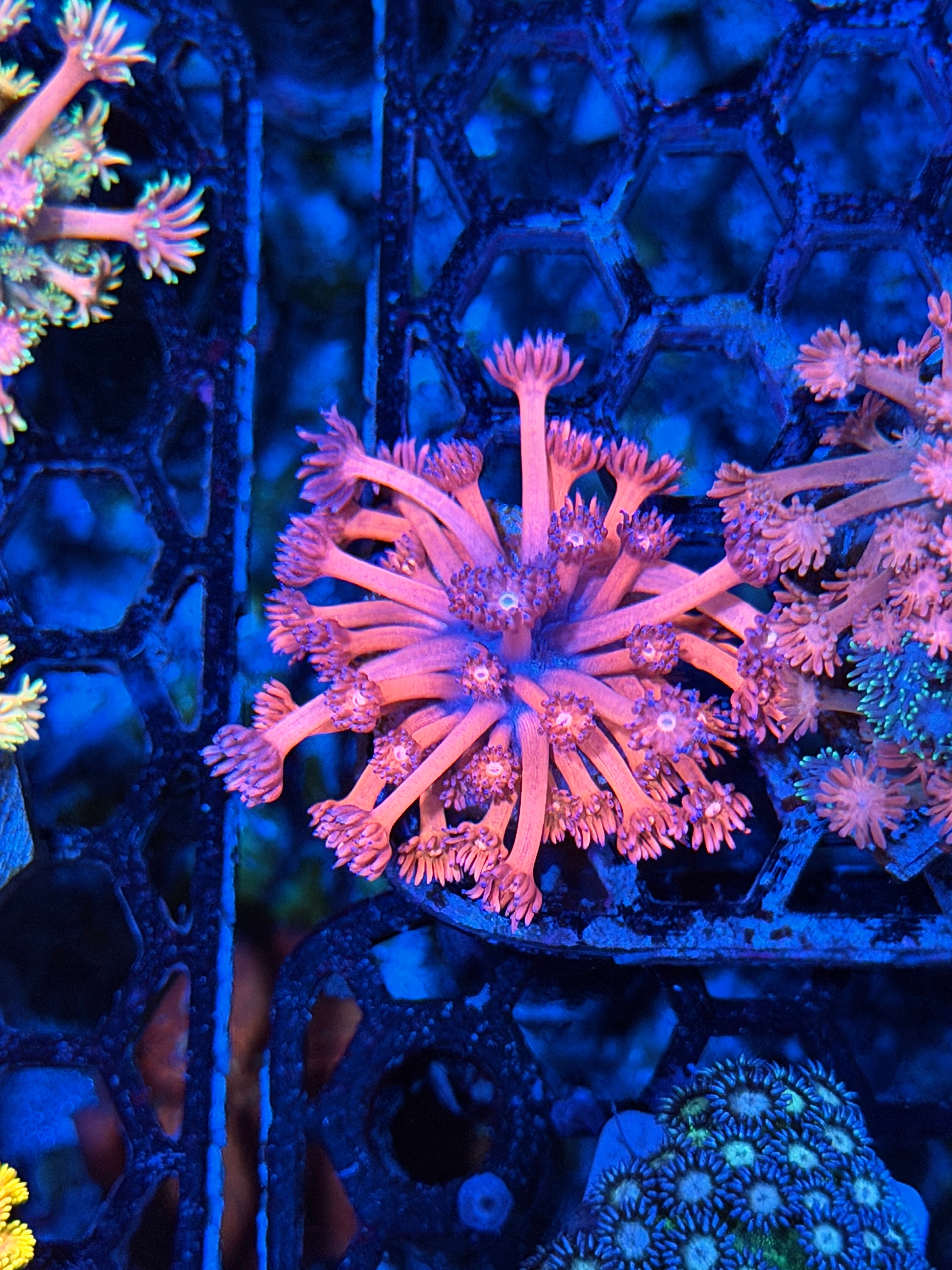 JEA Berry Blast Goniopora Coral